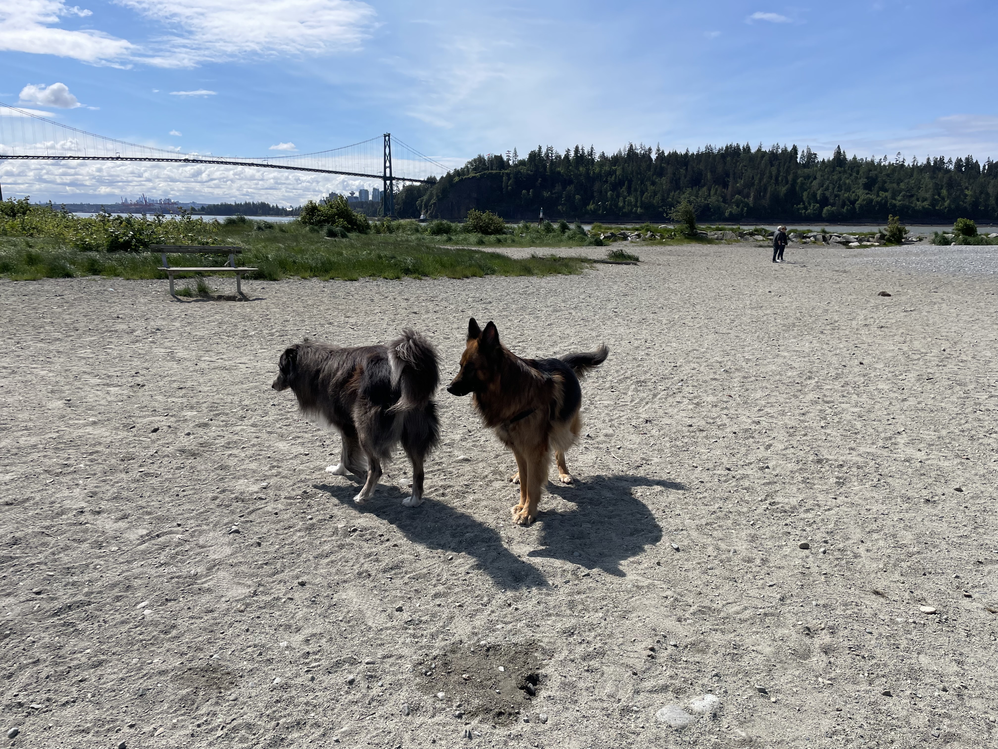 Ambleside Off-leash Dog Park/Beach