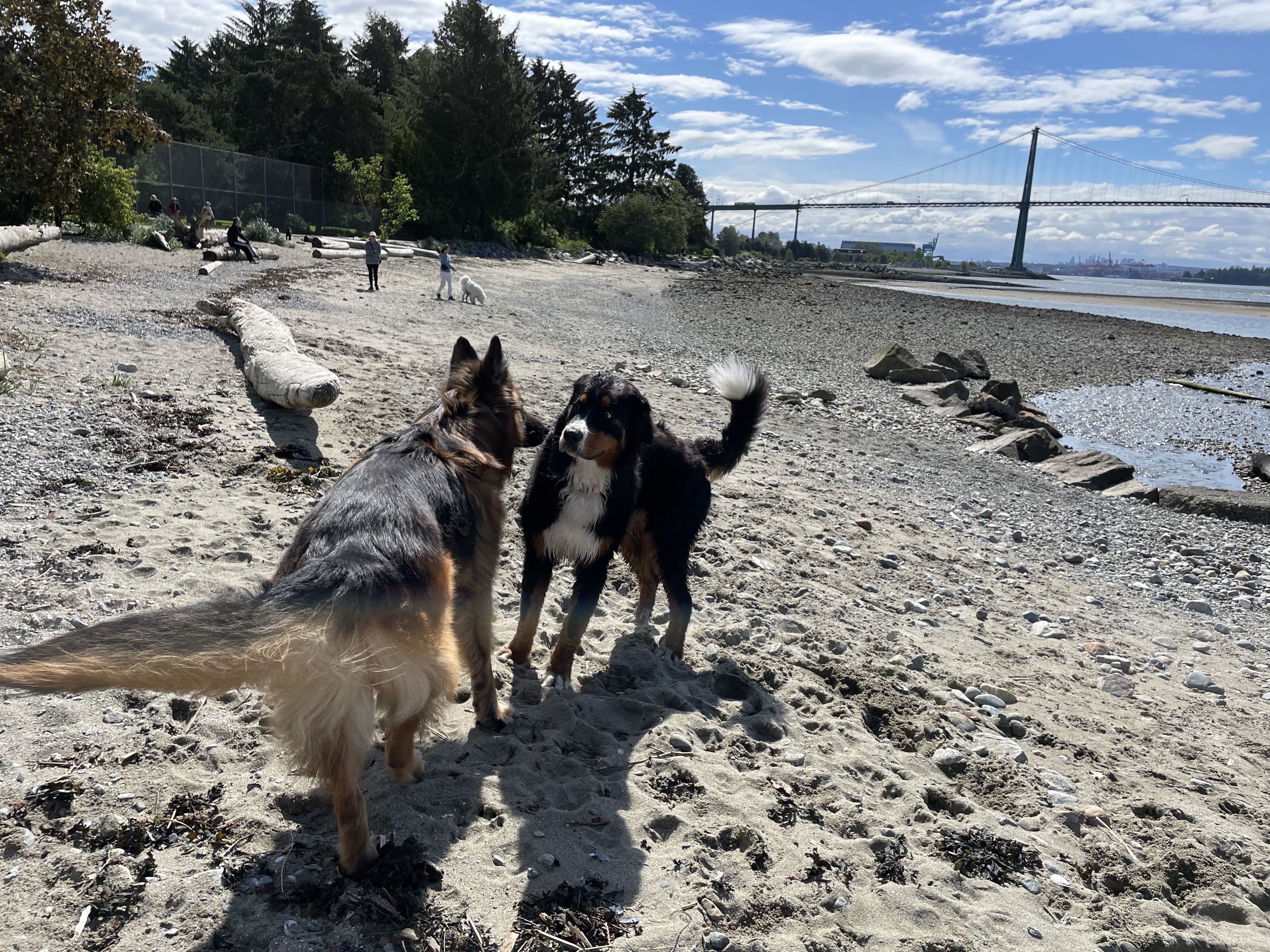 Ambleside Off-leash Dog Park/Beach