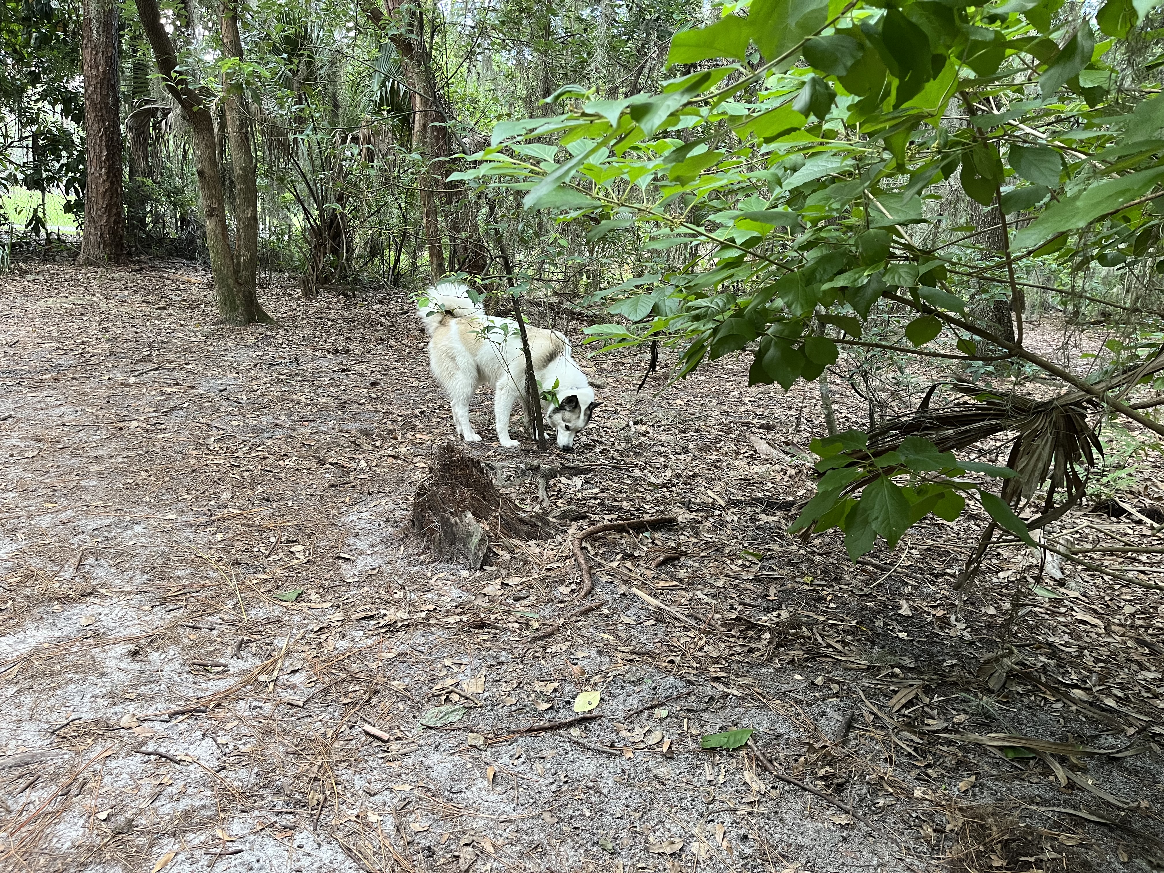 Lake Baldwin Dog Park