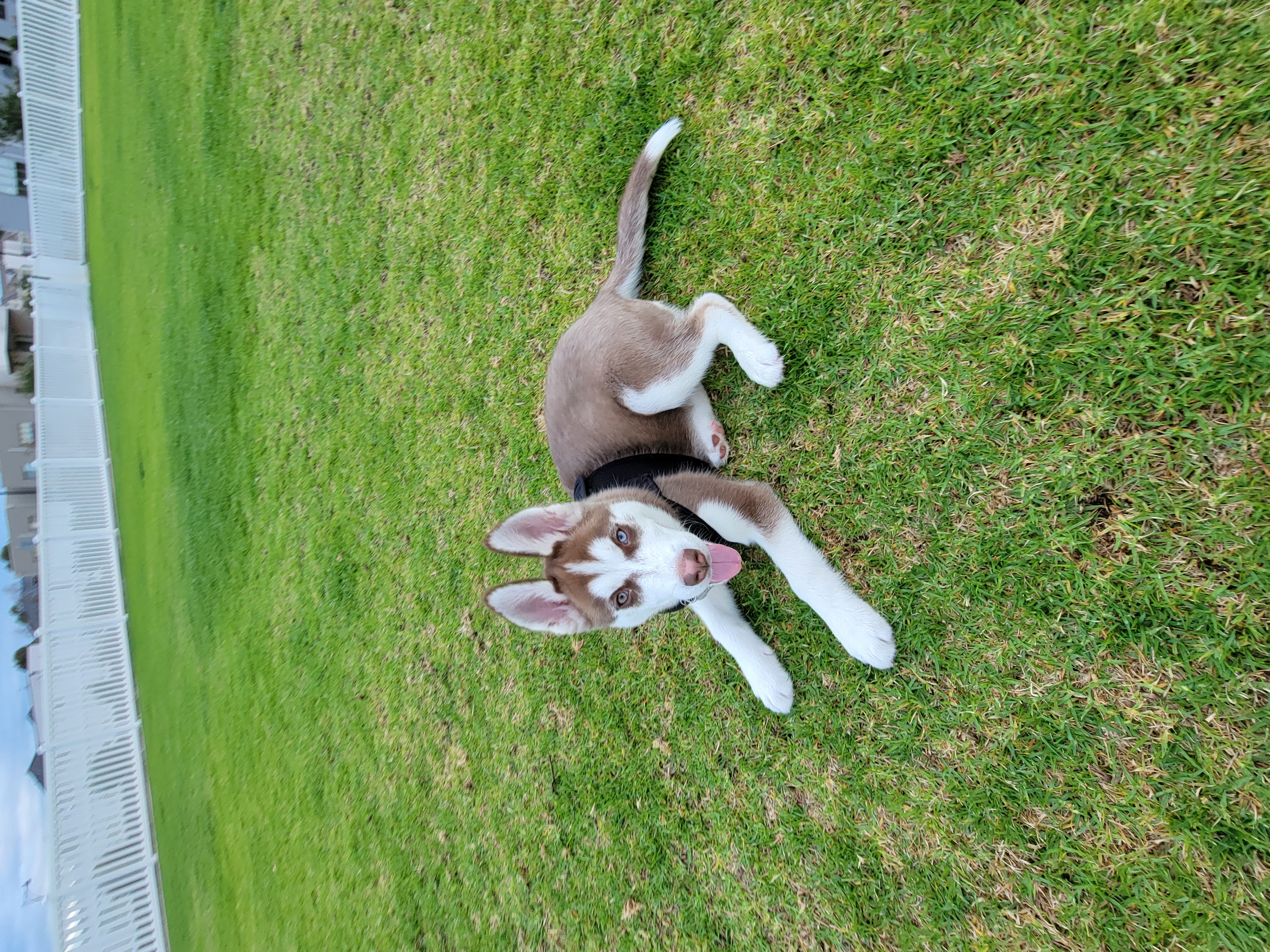 Baler Court Dog Park