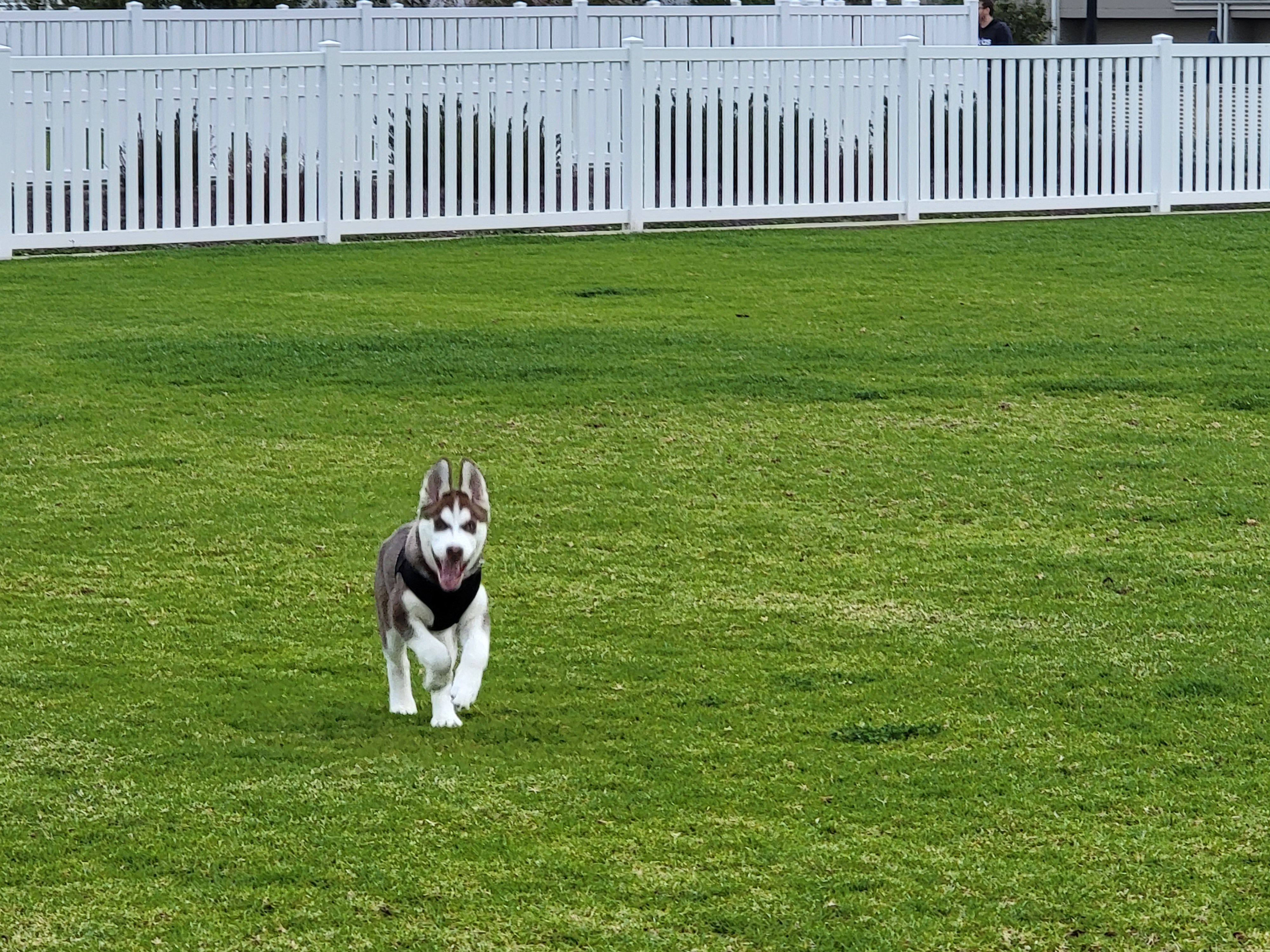 Baler Court Dog Park