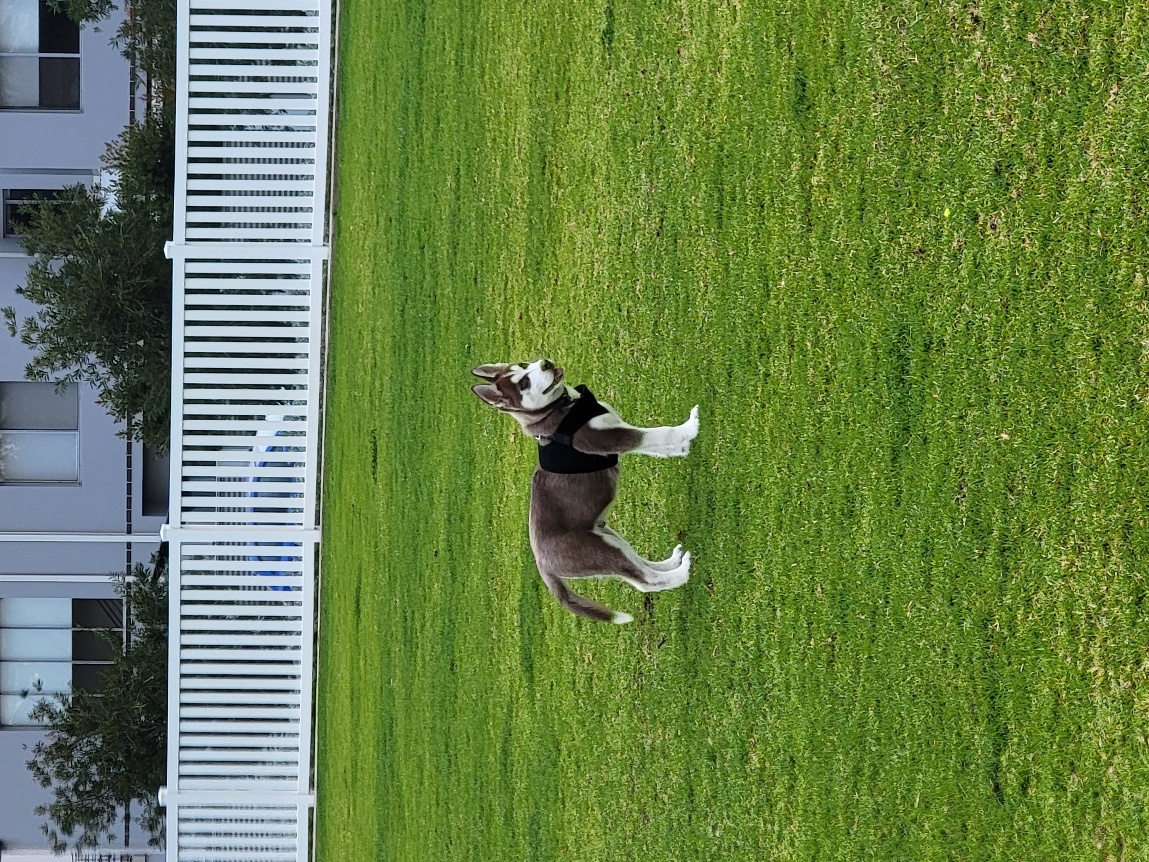 Baler Court Dog Park
