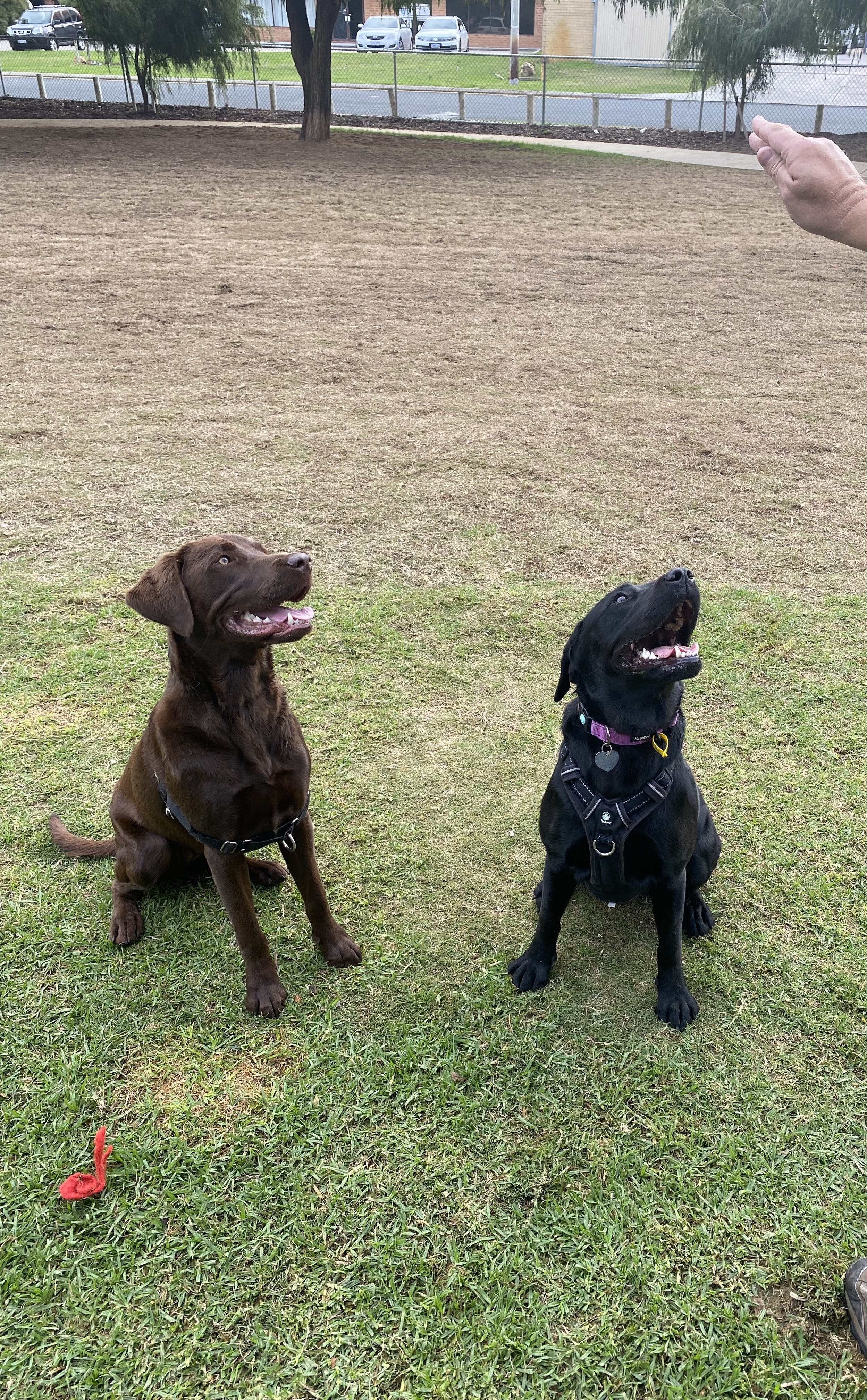 Elcar Park Dog Exercise Area