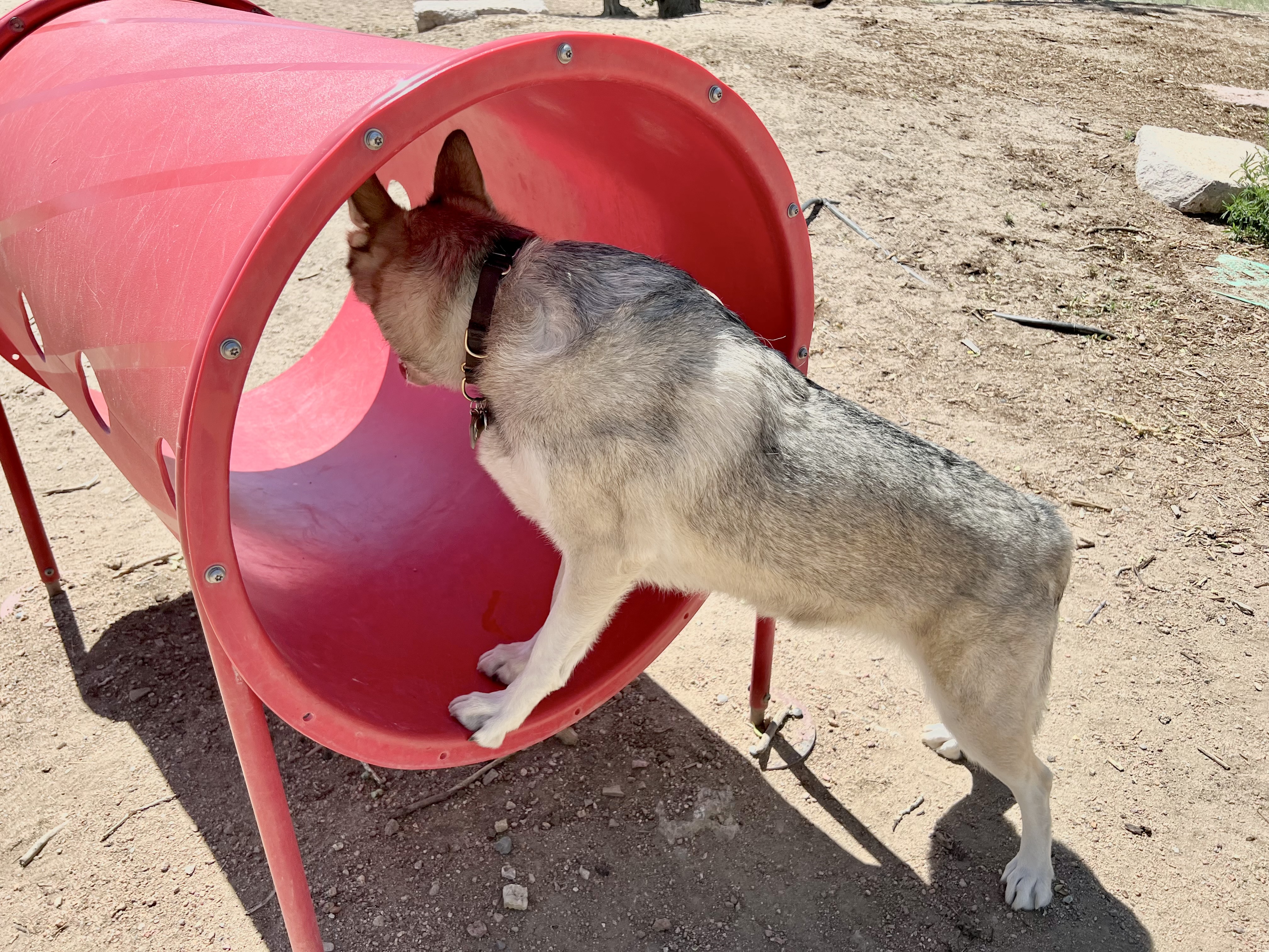 Fountain Doggie Park