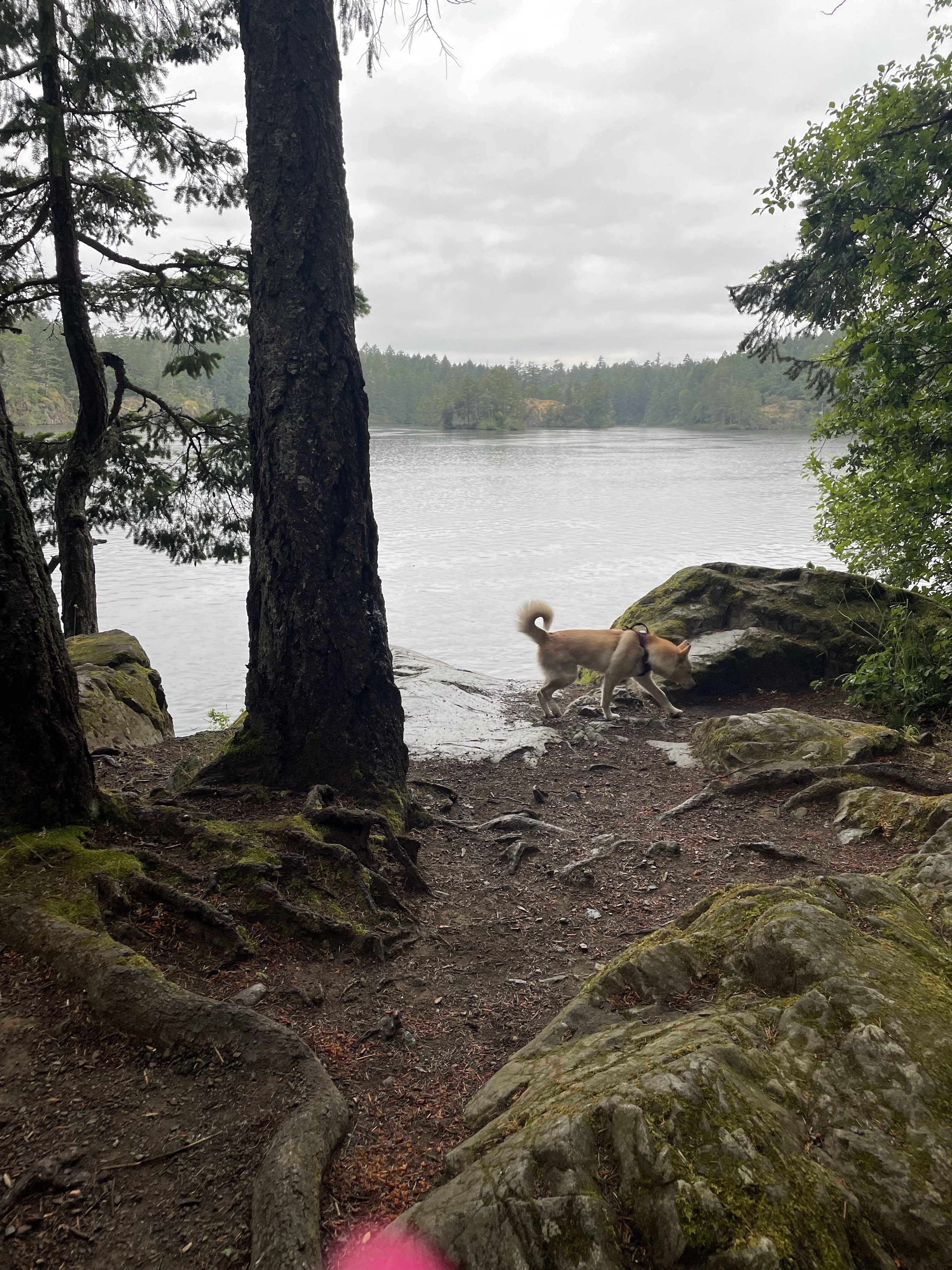 Thetis Lake Dog Beach