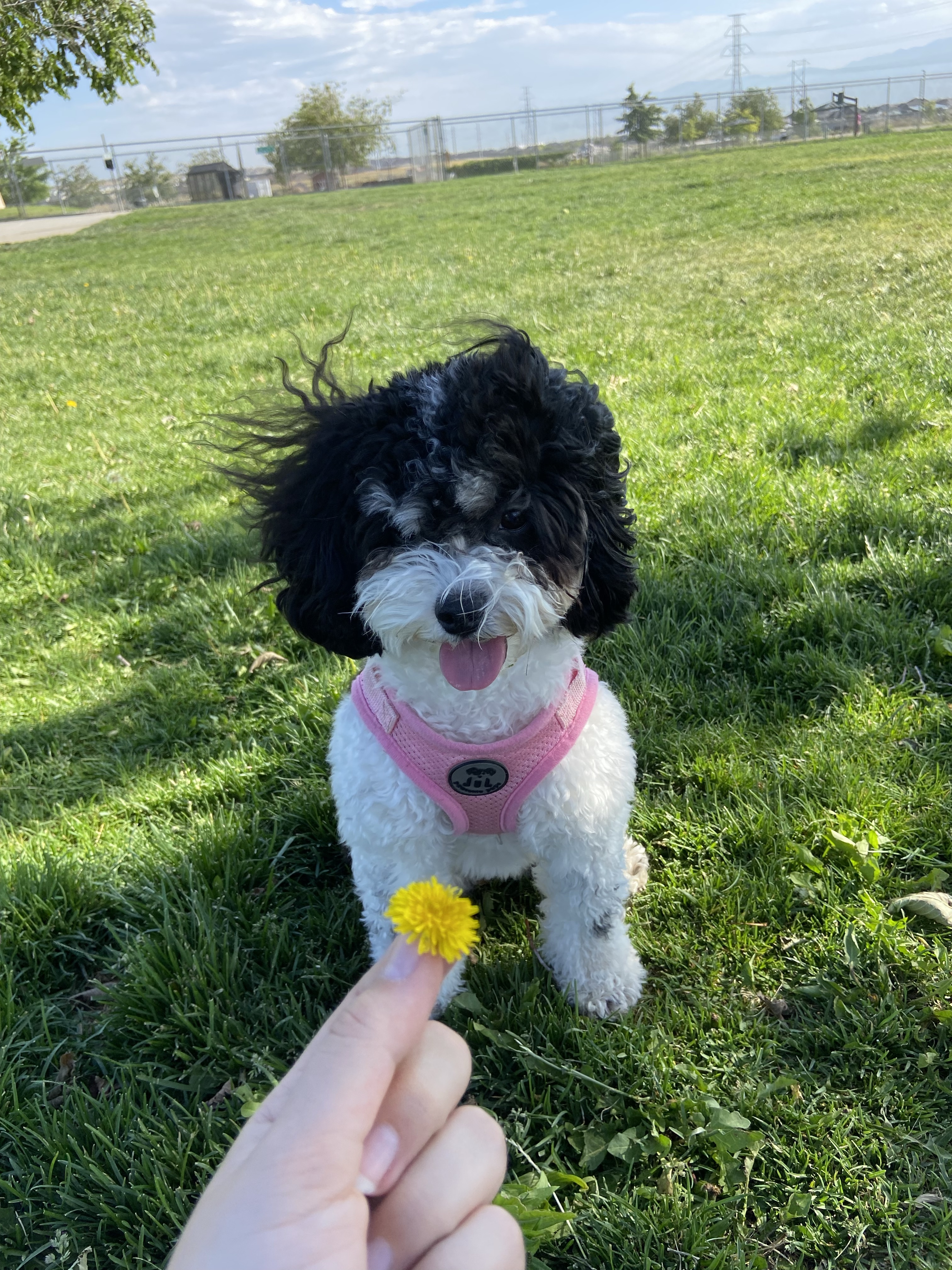 West Jordan Off-Leash Dog Park