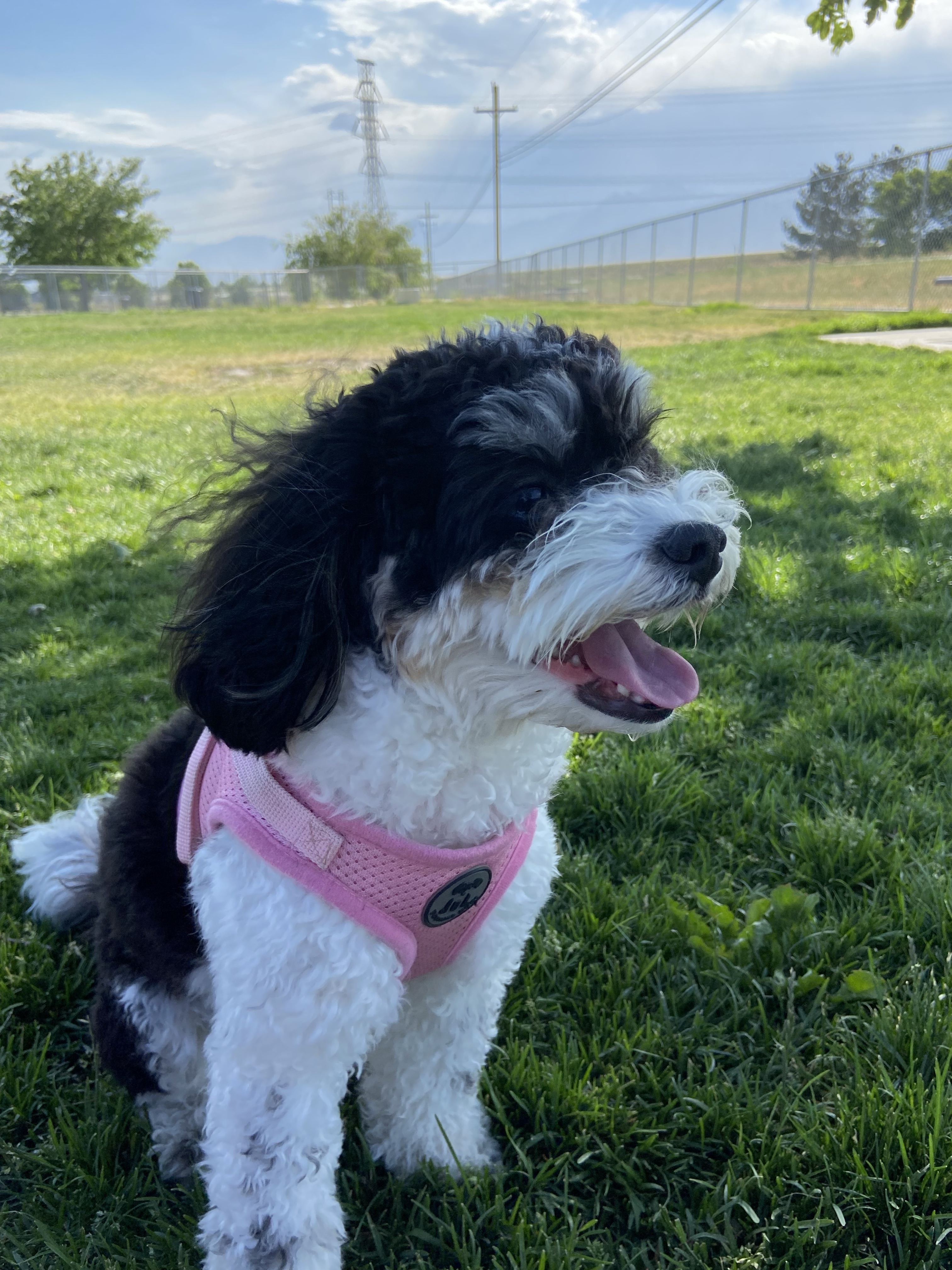 West Jordan Off-Leash Dog Park