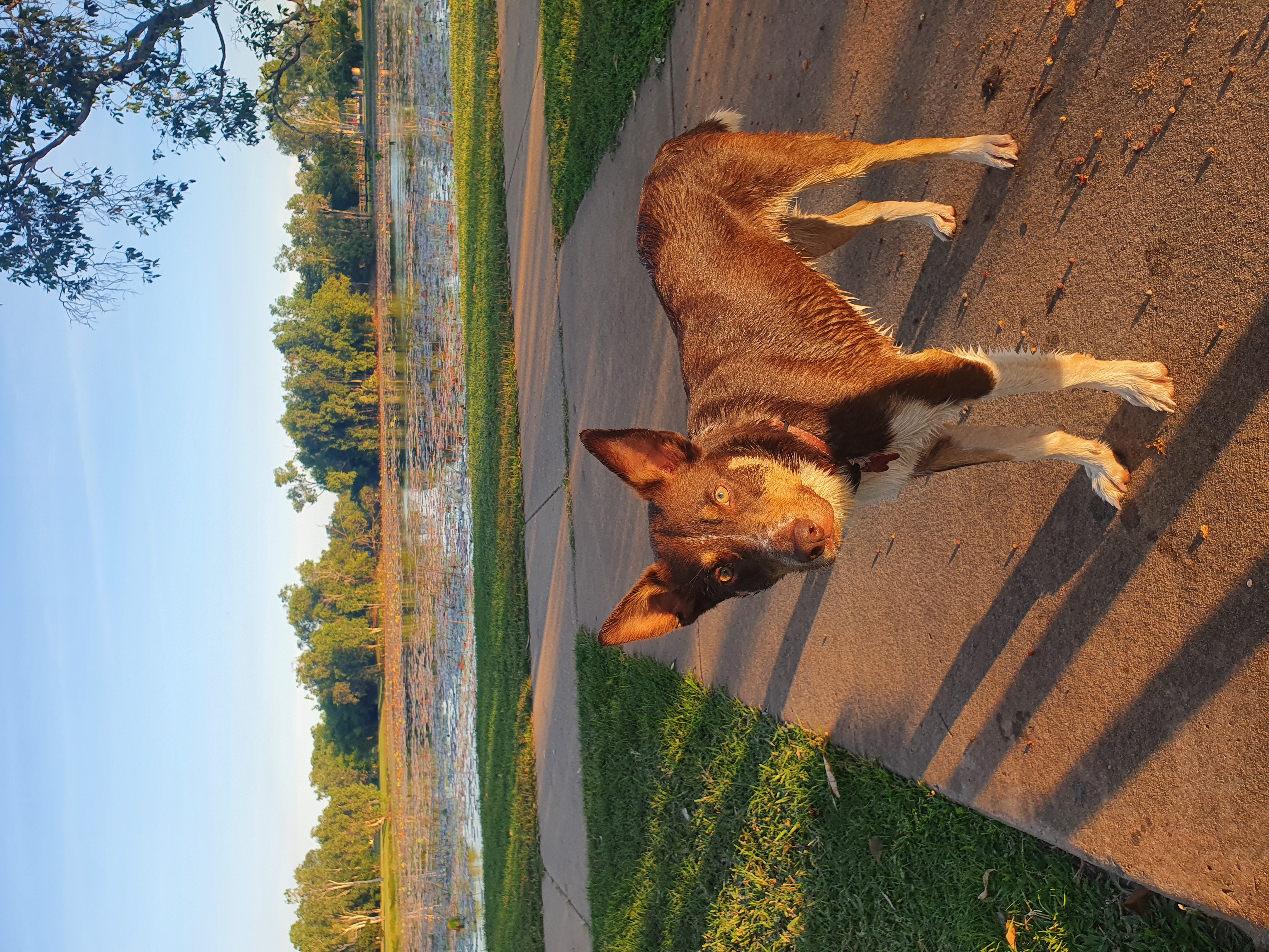 Marlow Lagoon Pet Park