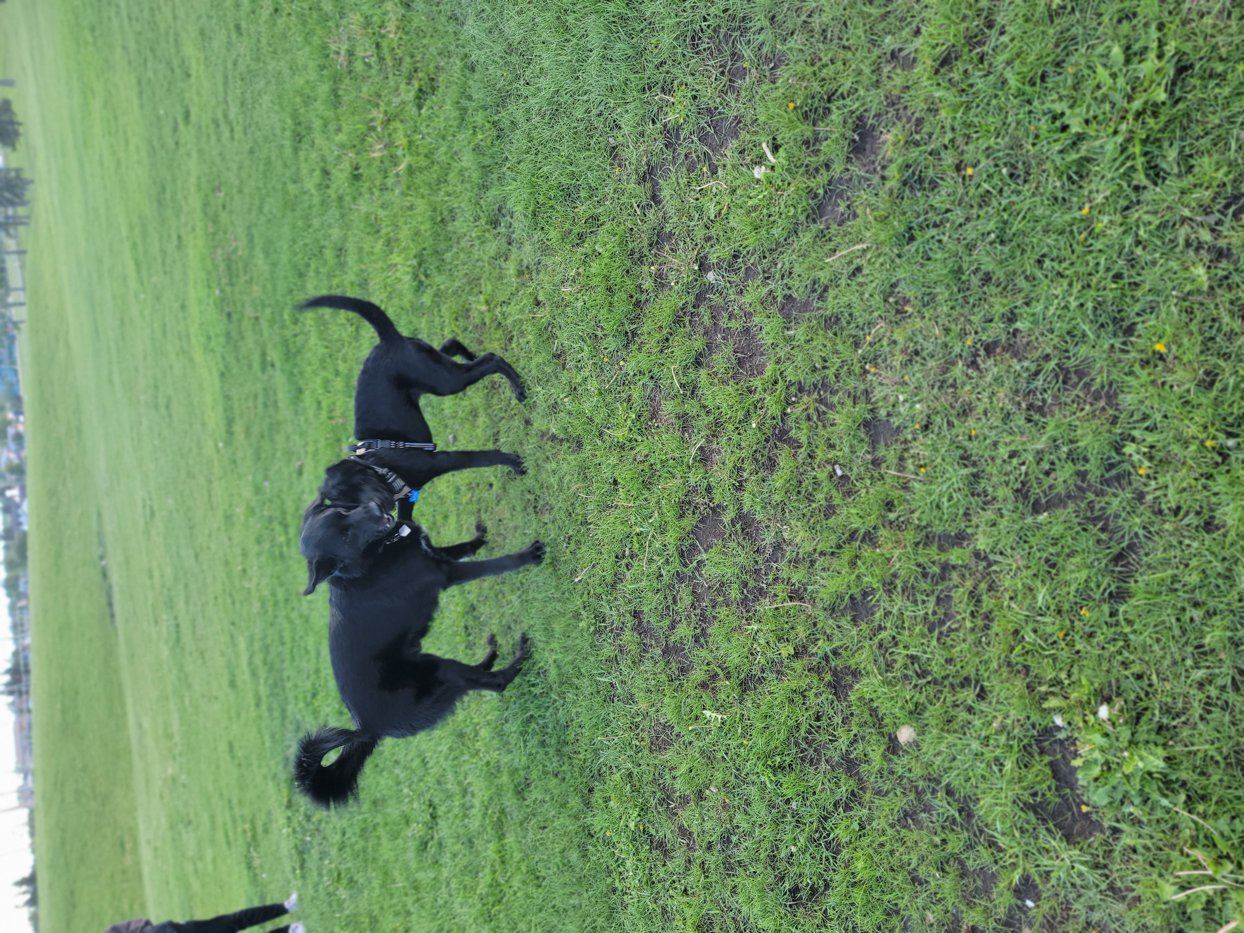 Mcknight/Falconridge Dog Park