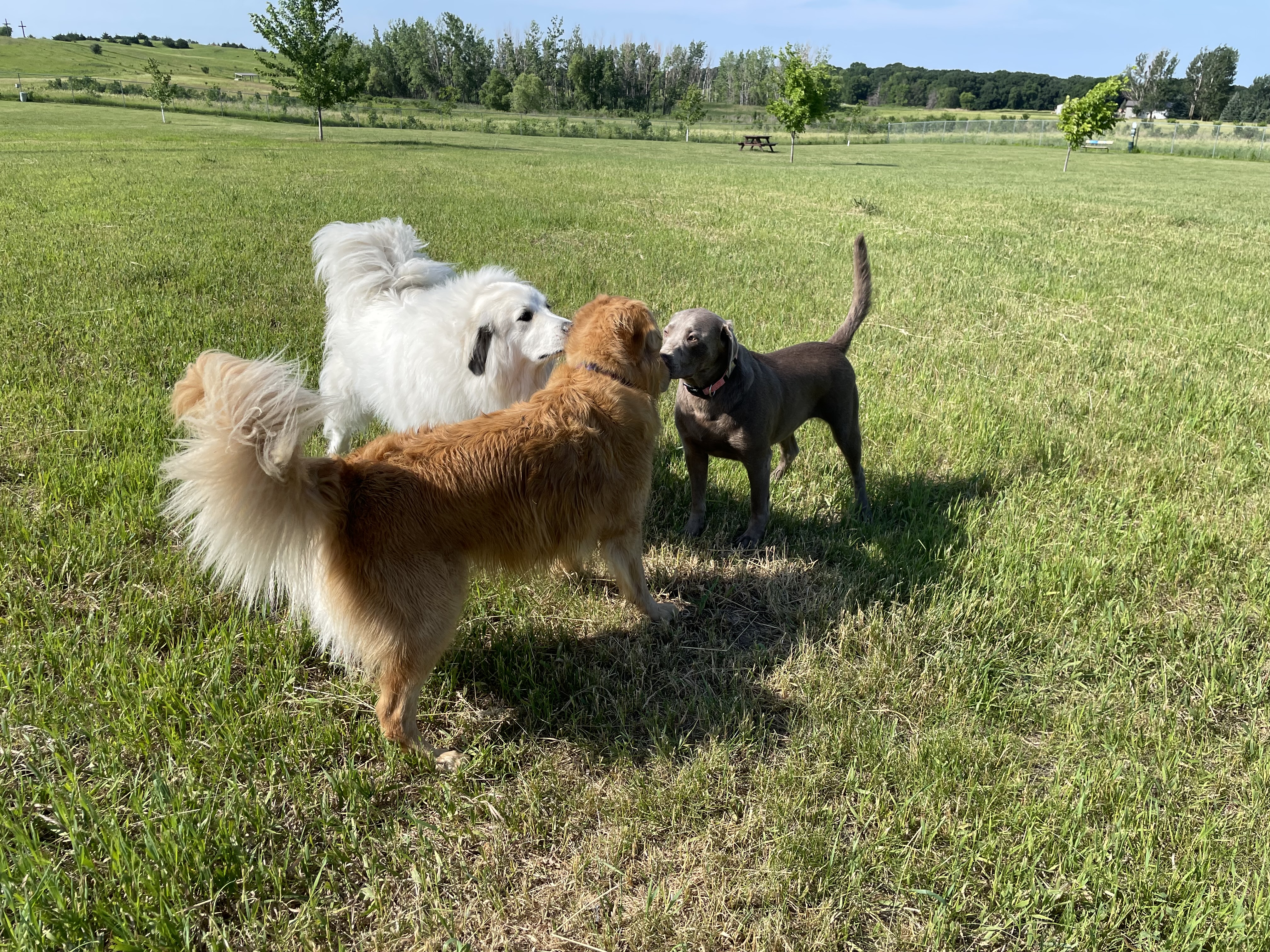 Lakes Area Dog Park