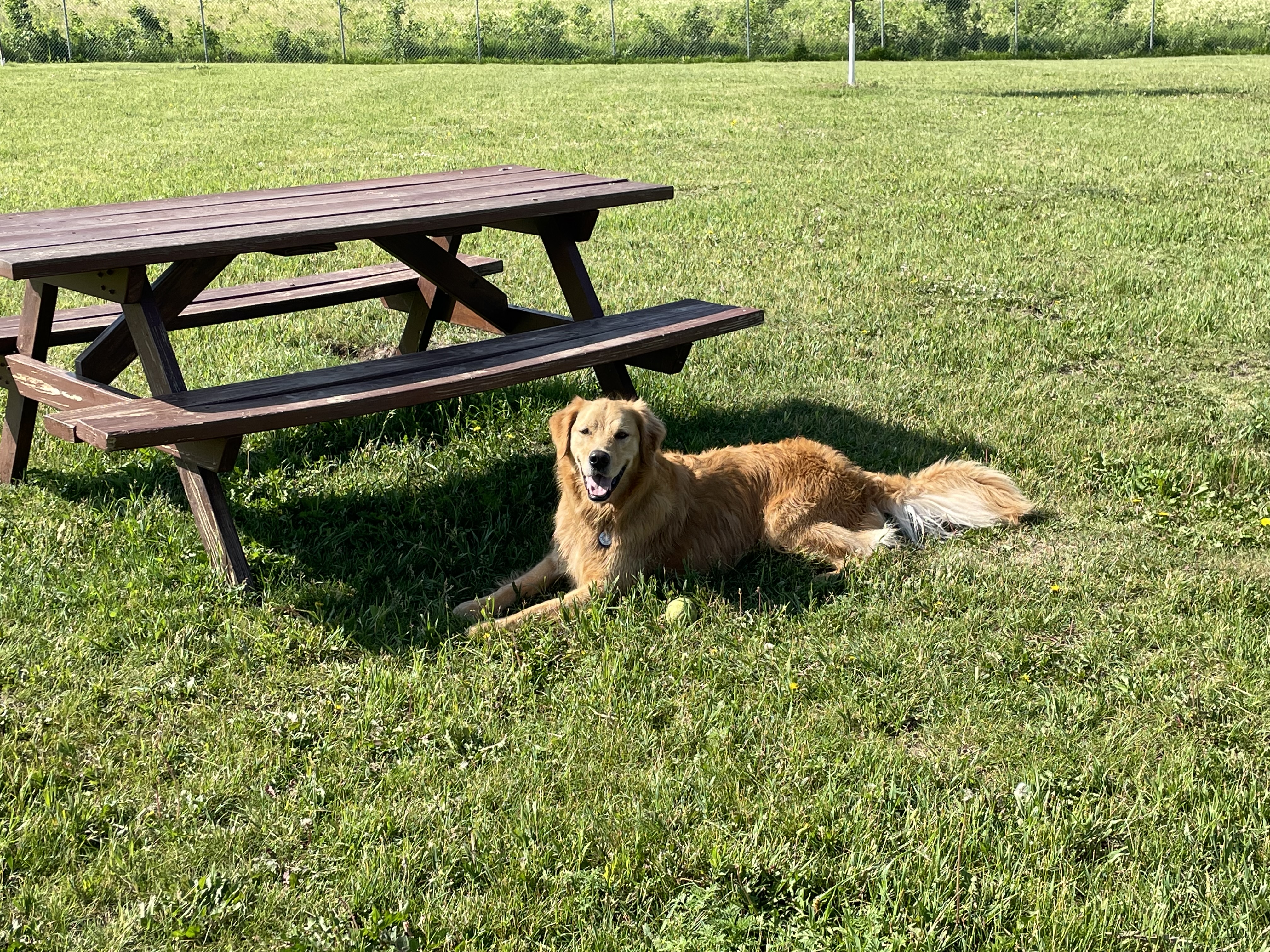 Lakes Area Dog Park