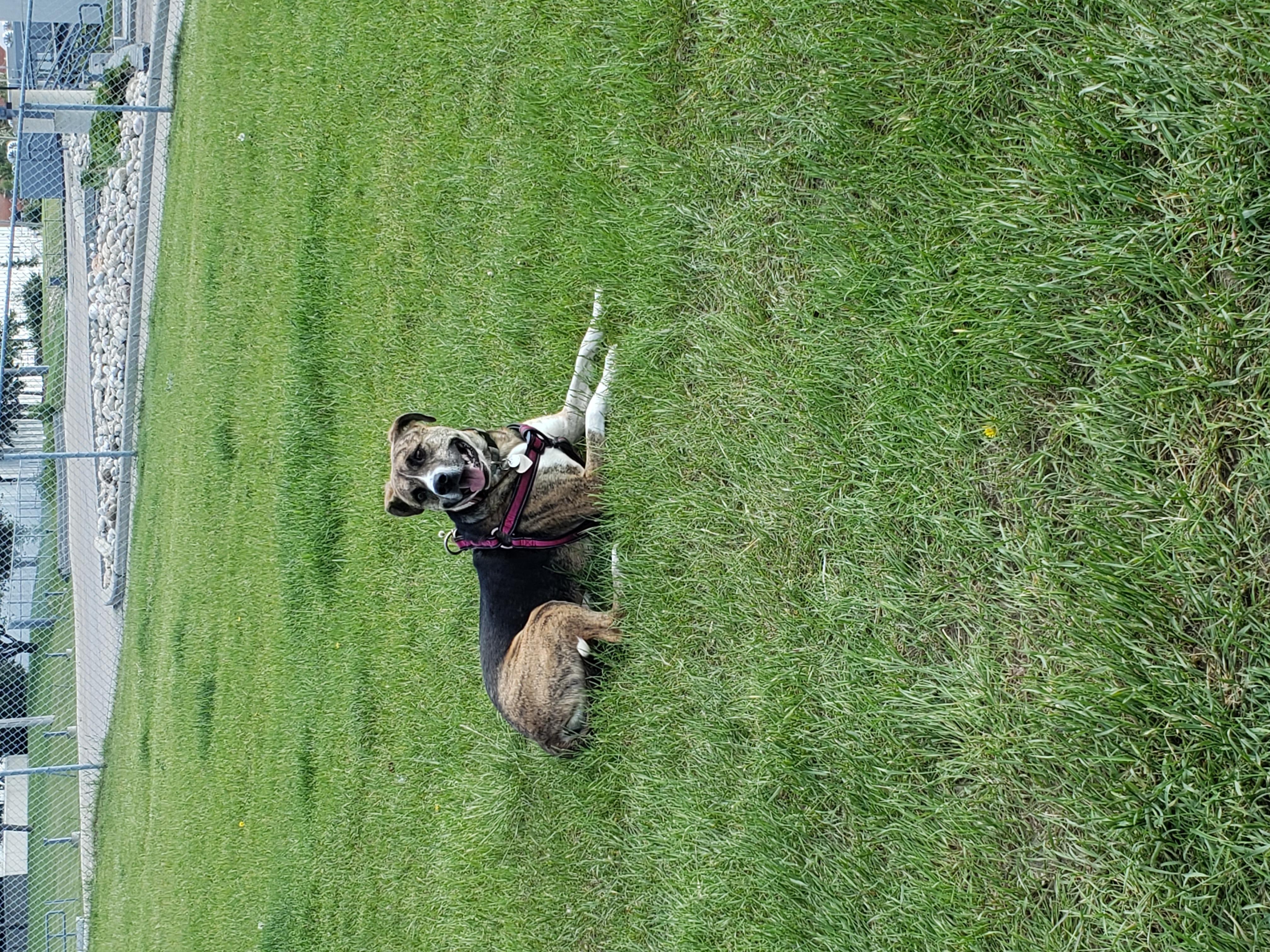 Mayland Heights Off Leash Dog Park
