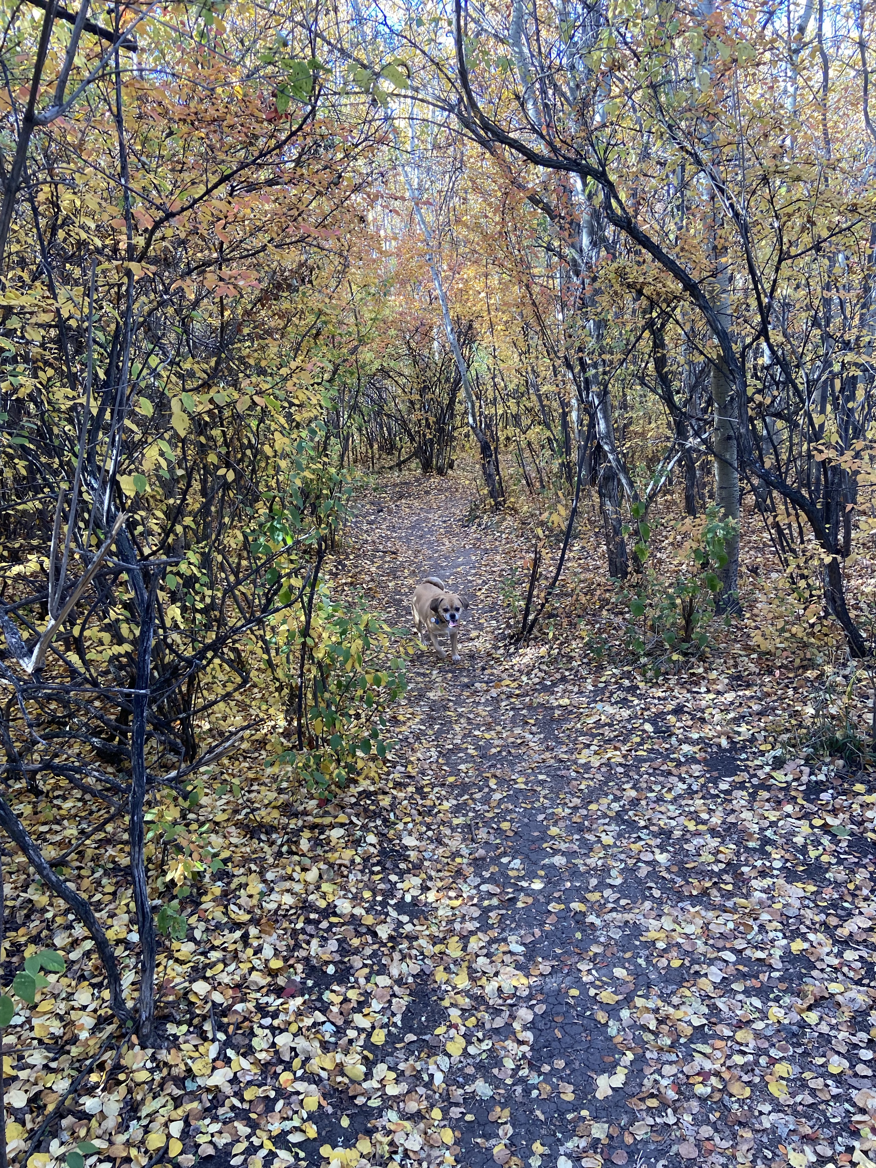 Braeside Off Leash Area