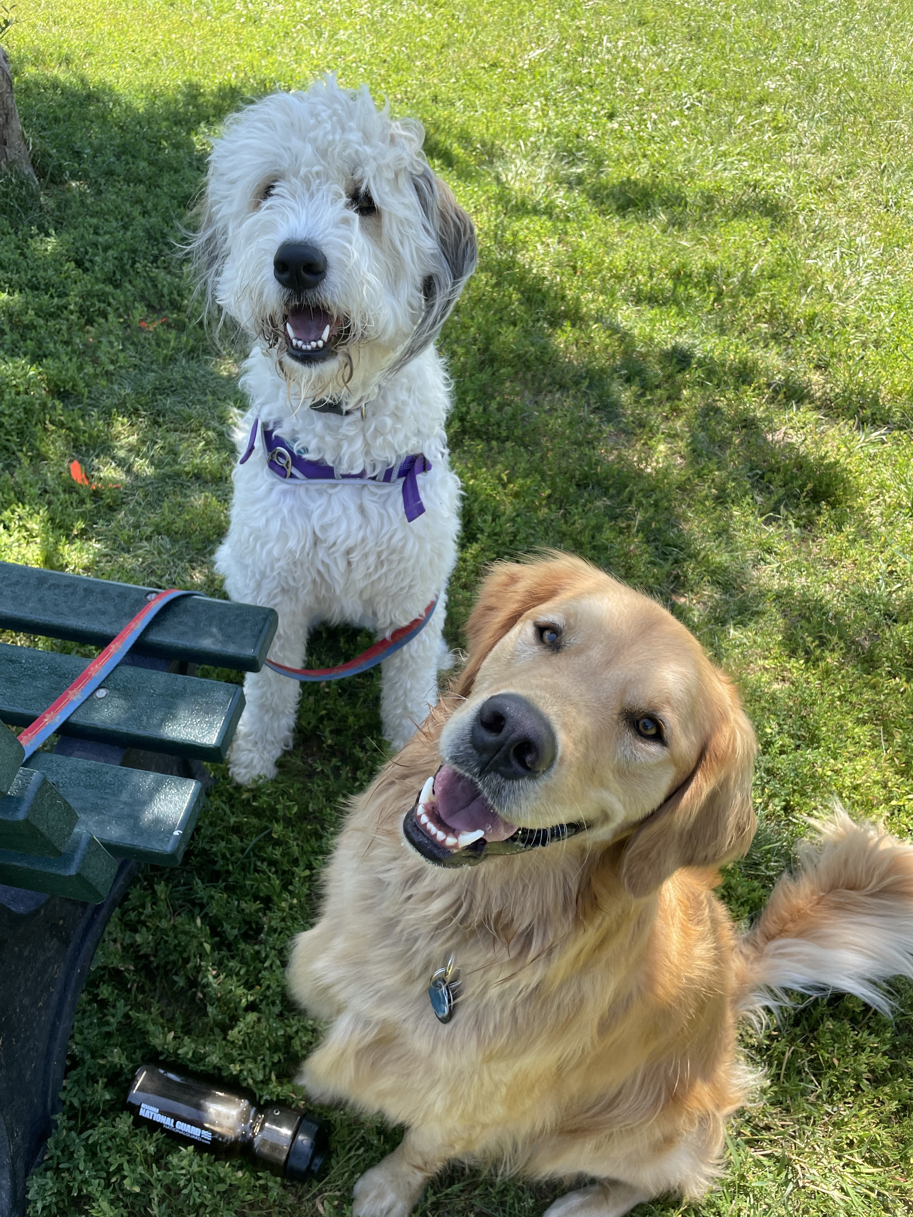 Beardmore Freedom Dog Park