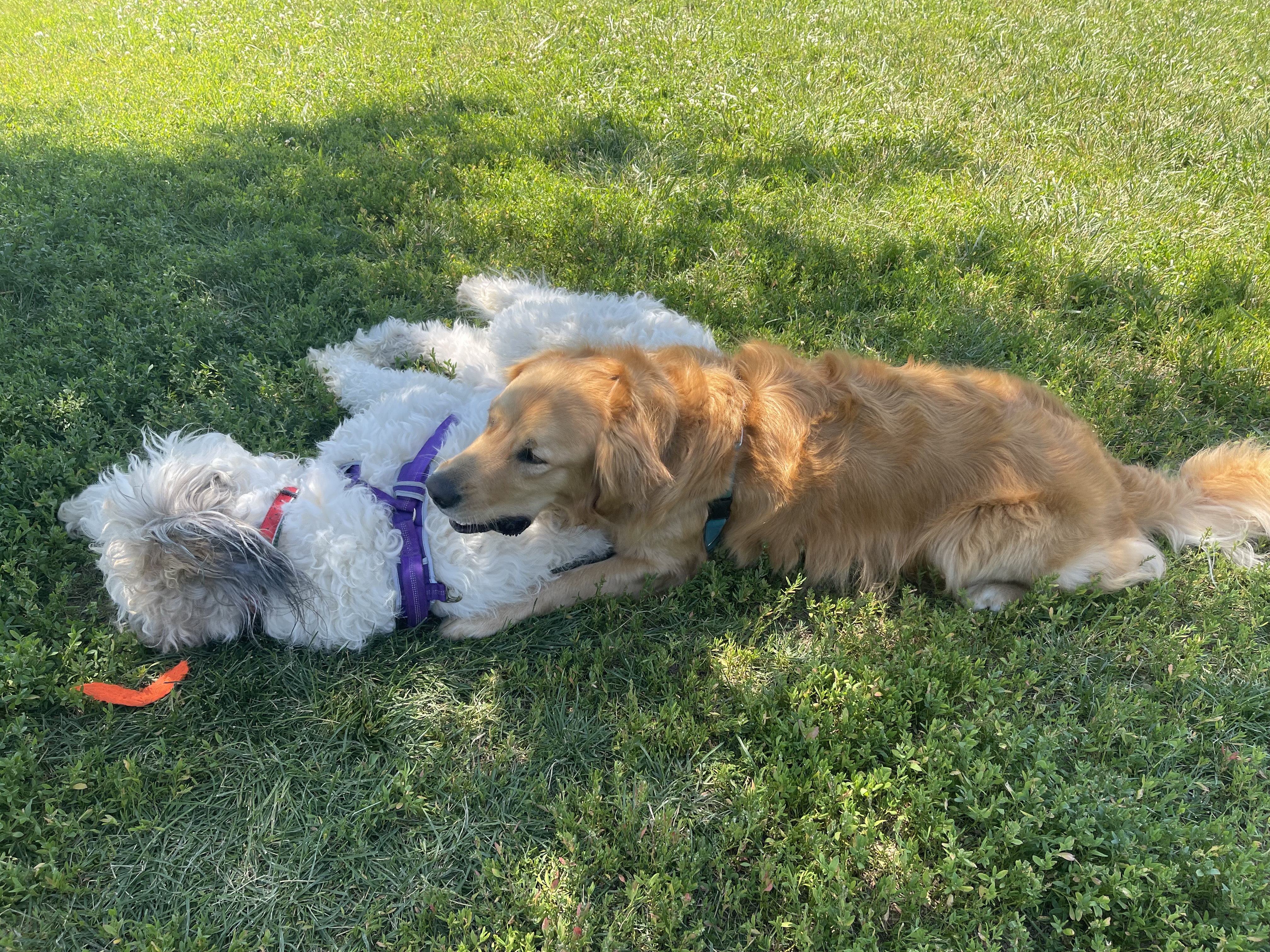 Beardmore Freedom Dog Park