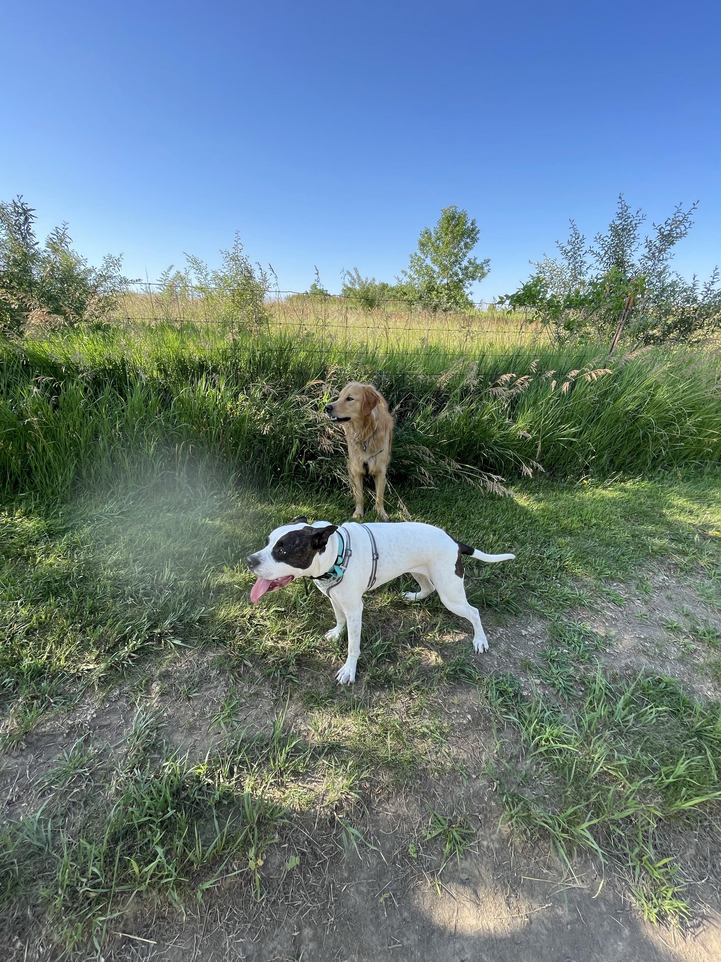 Chalco Hills Dog Exercise Area