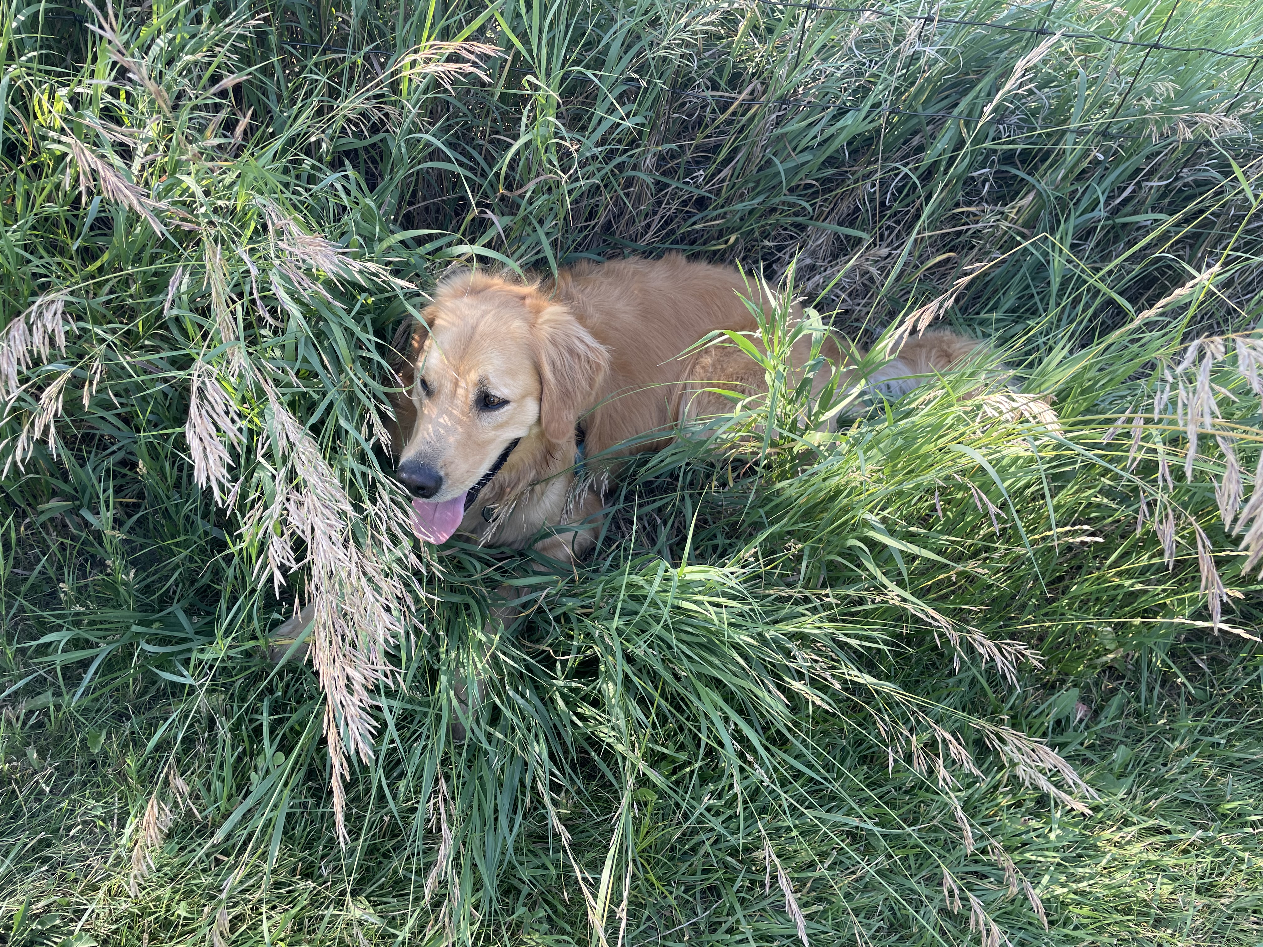 Chalco Hills Dog Exercise Area