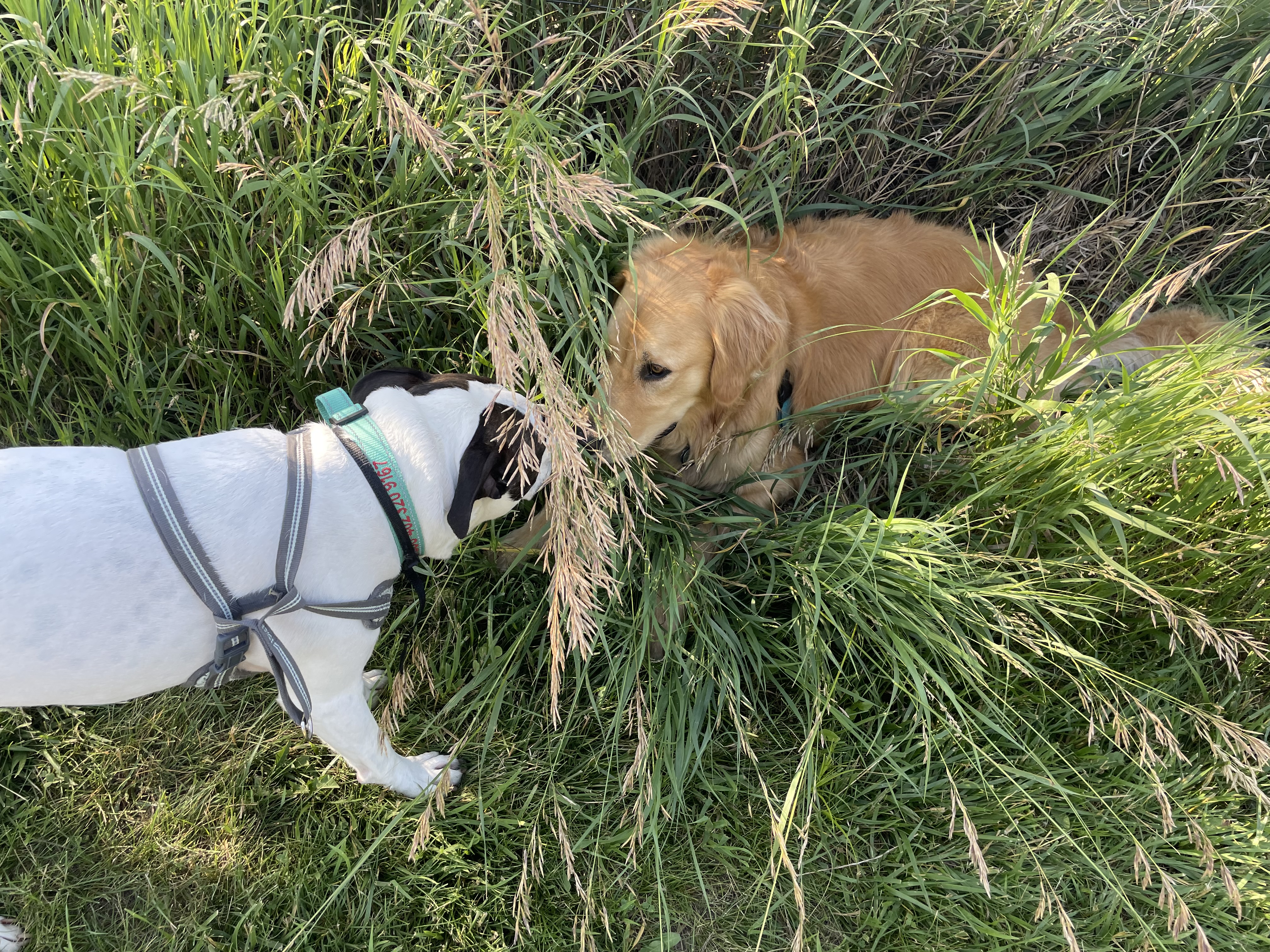 Chalco Hills Dog Exercise Area