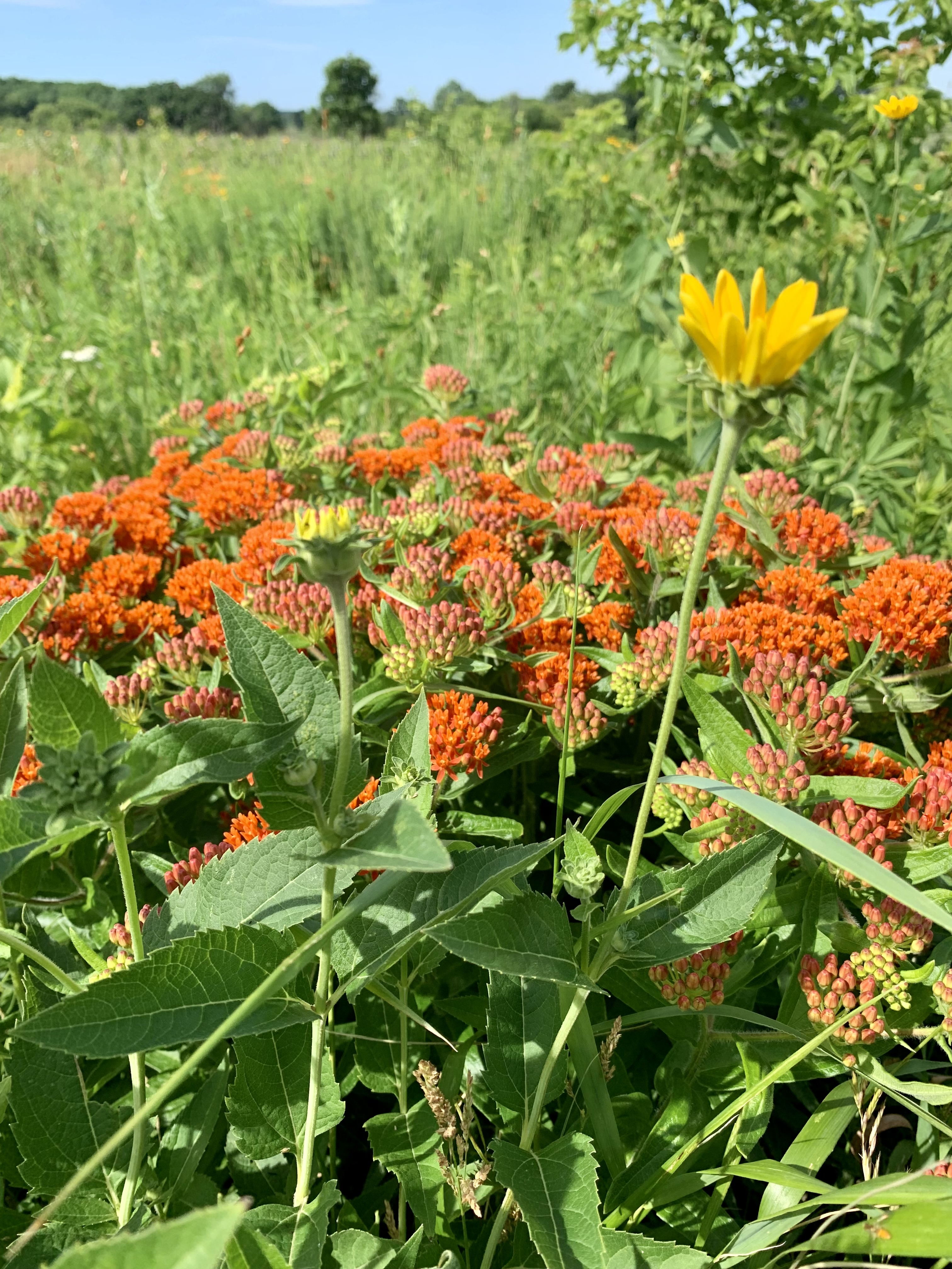 Capital Springs Dog Exercise Area