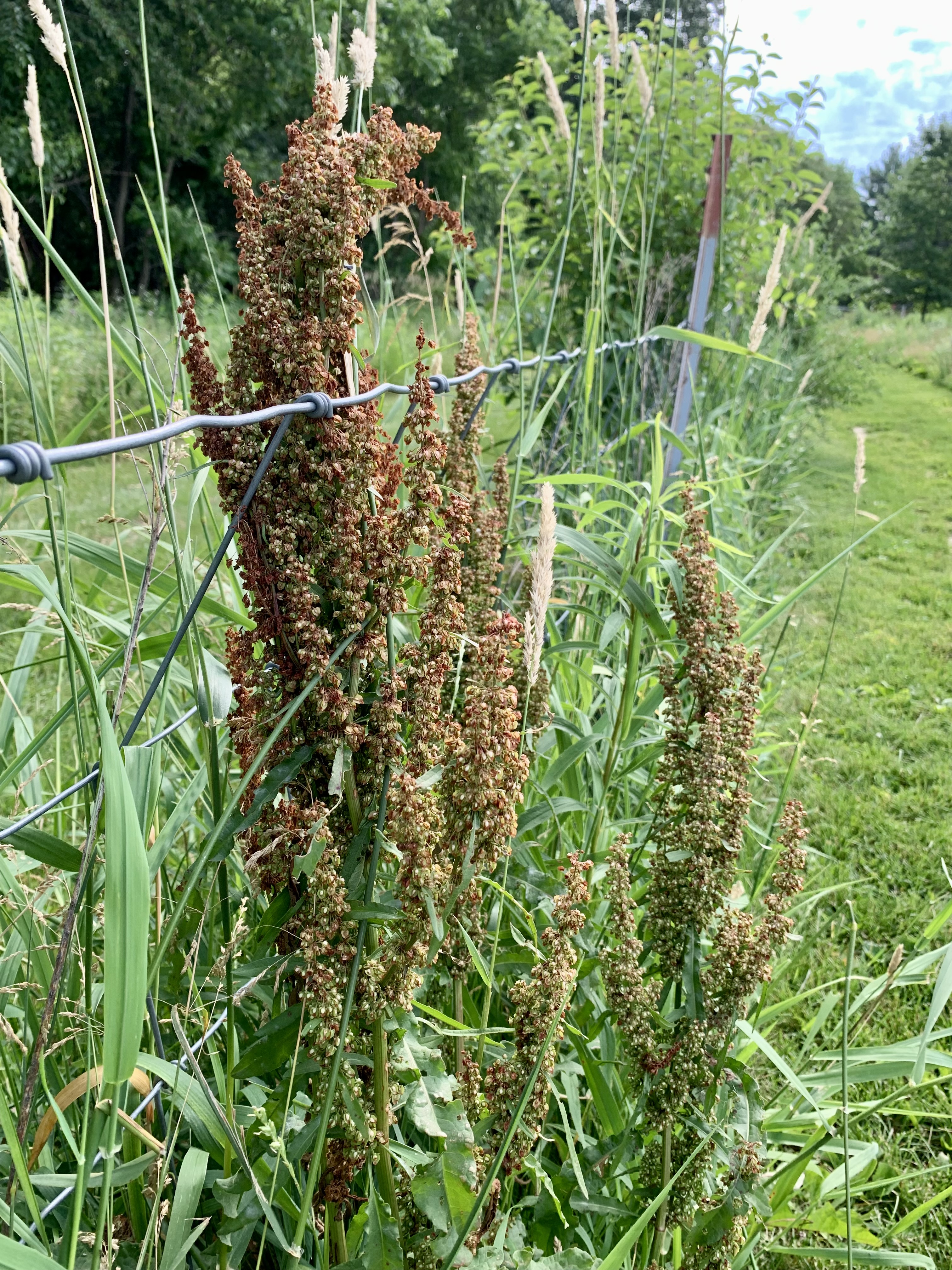 Capital Springs Dog Exercise Area