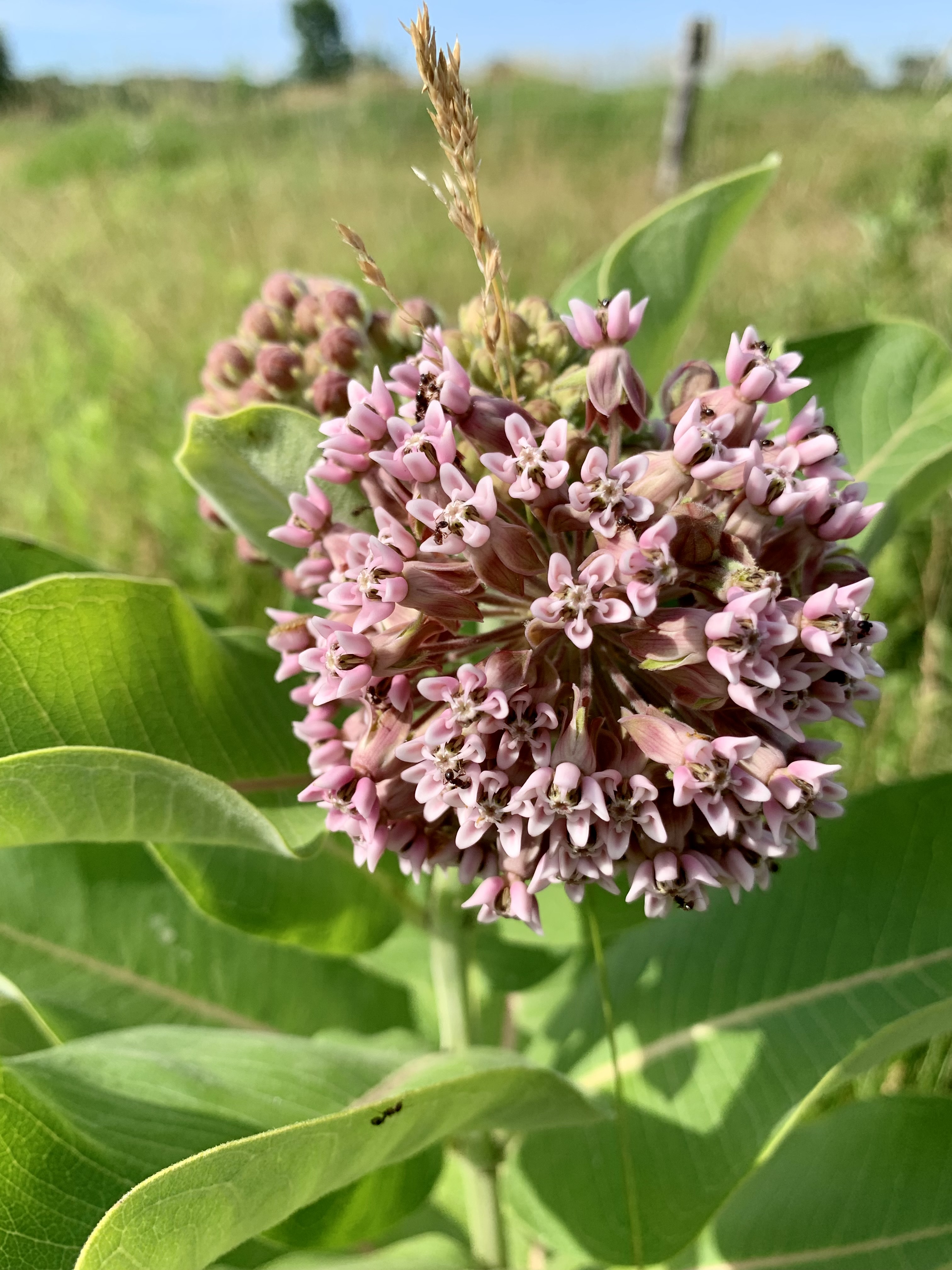 Capital Springs Dog Exercise Area