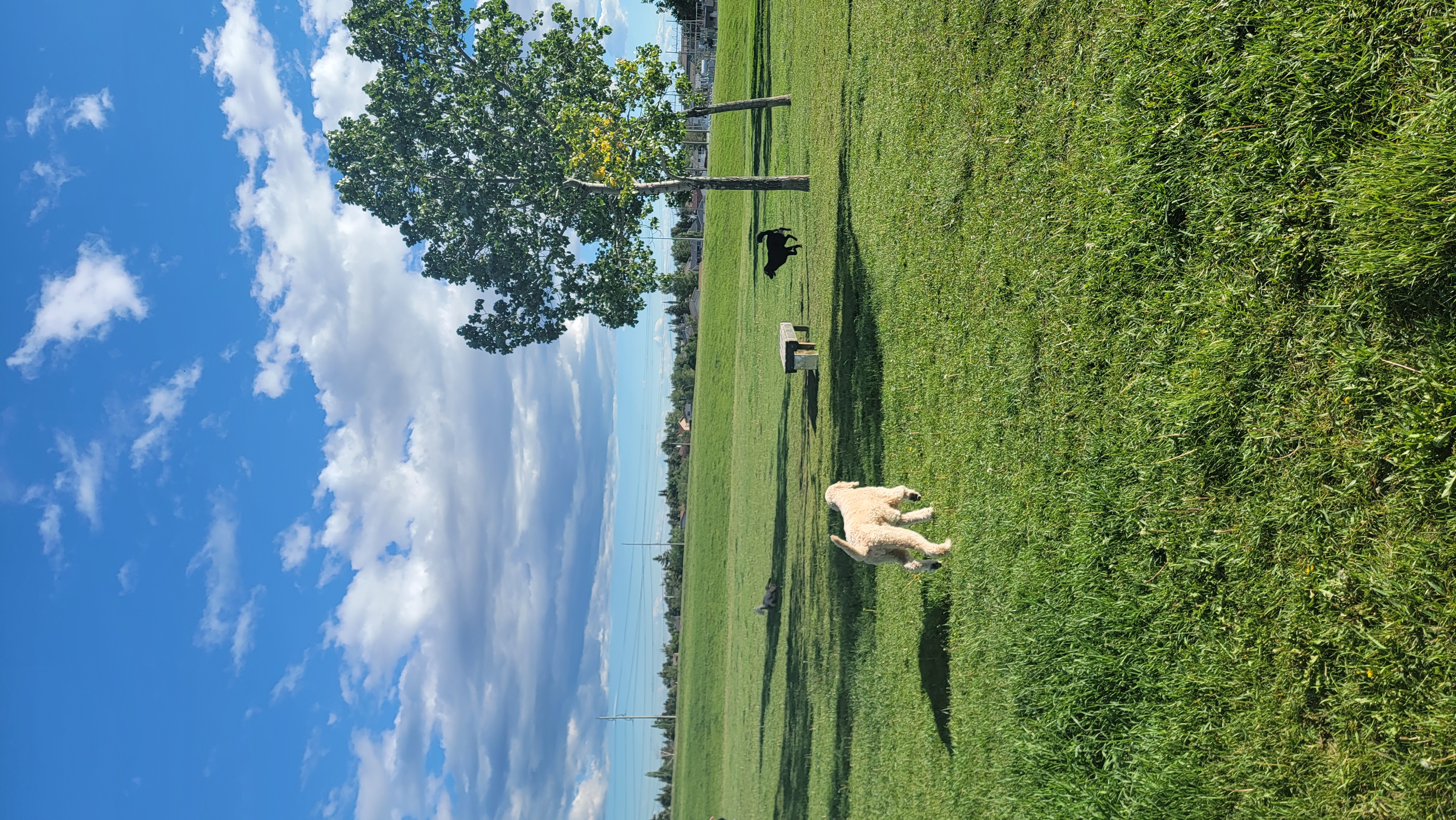 Mcknight/Falconridge Dog Park