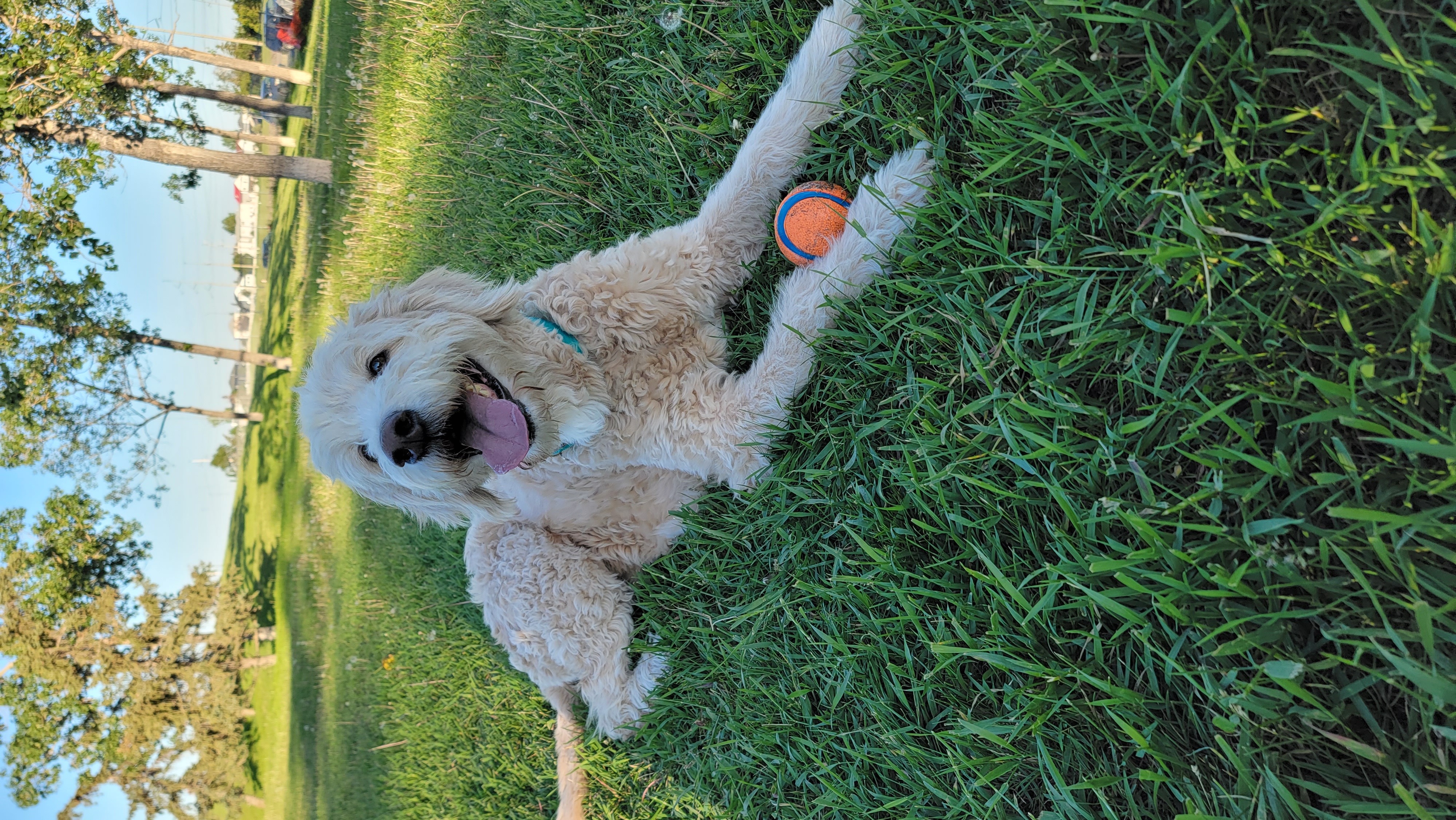 Mcknight/Falconridge Dog Park