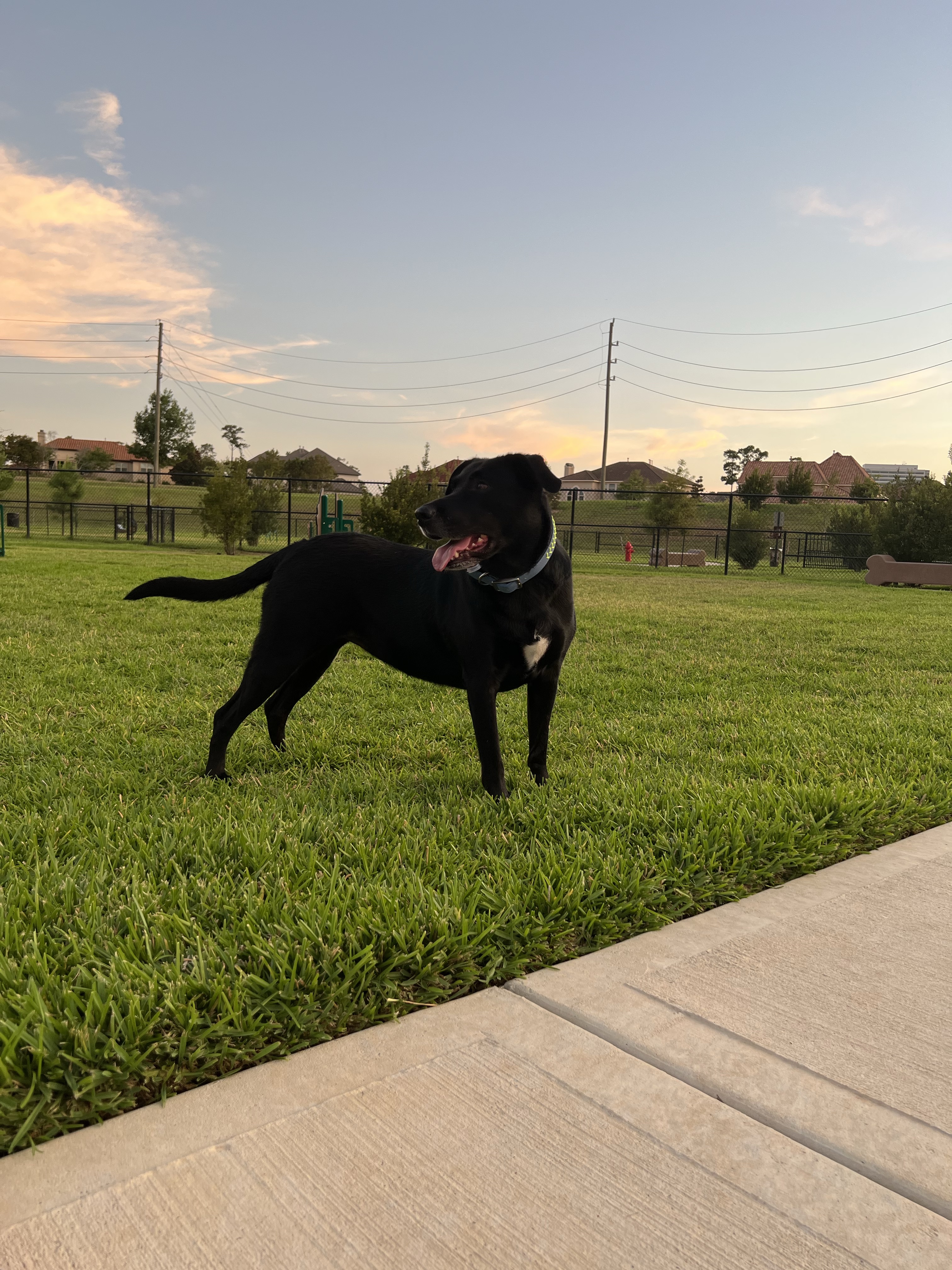 Charterwood Dog Park
