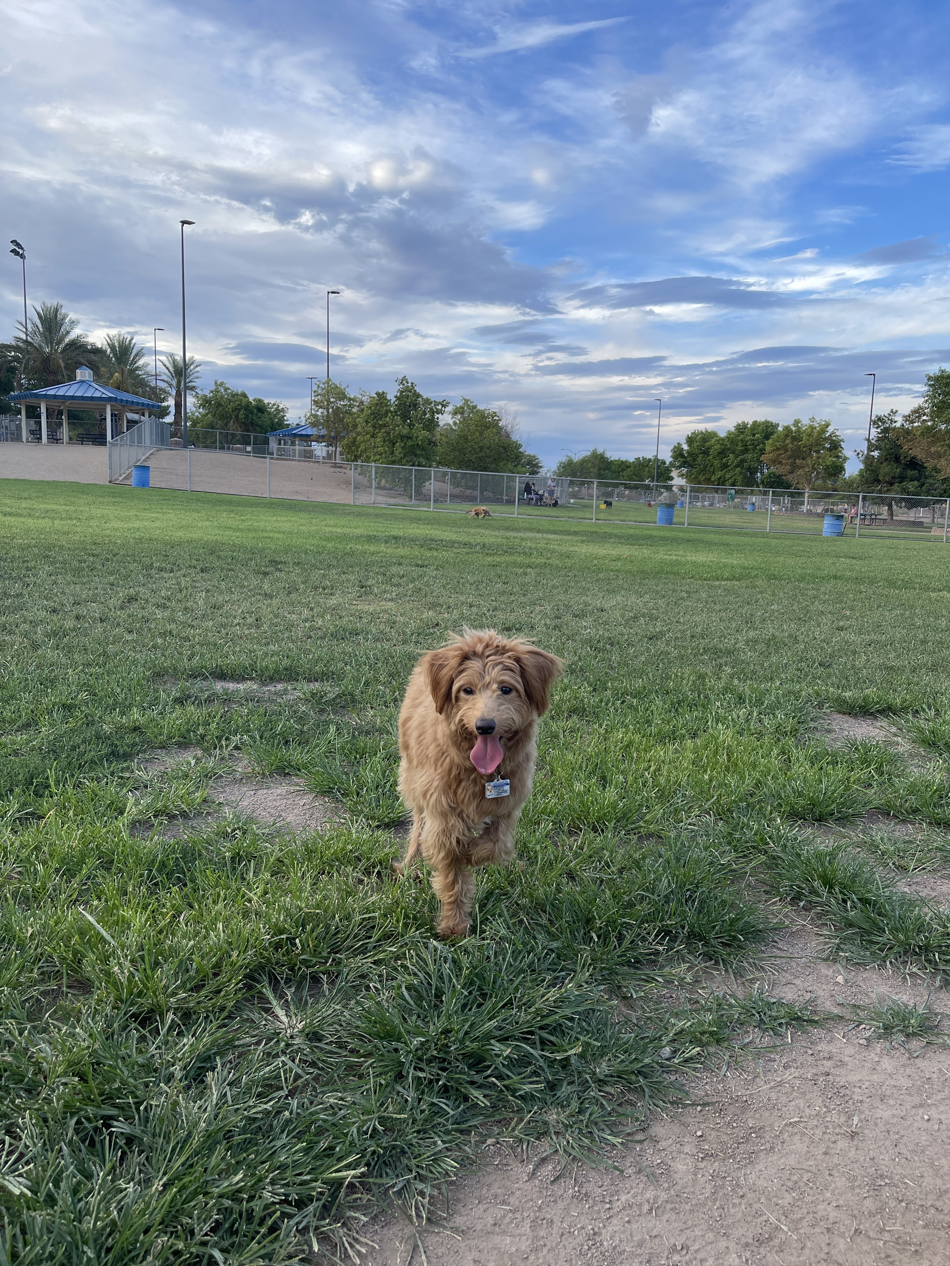 Dog Park at Desert Breeze Park