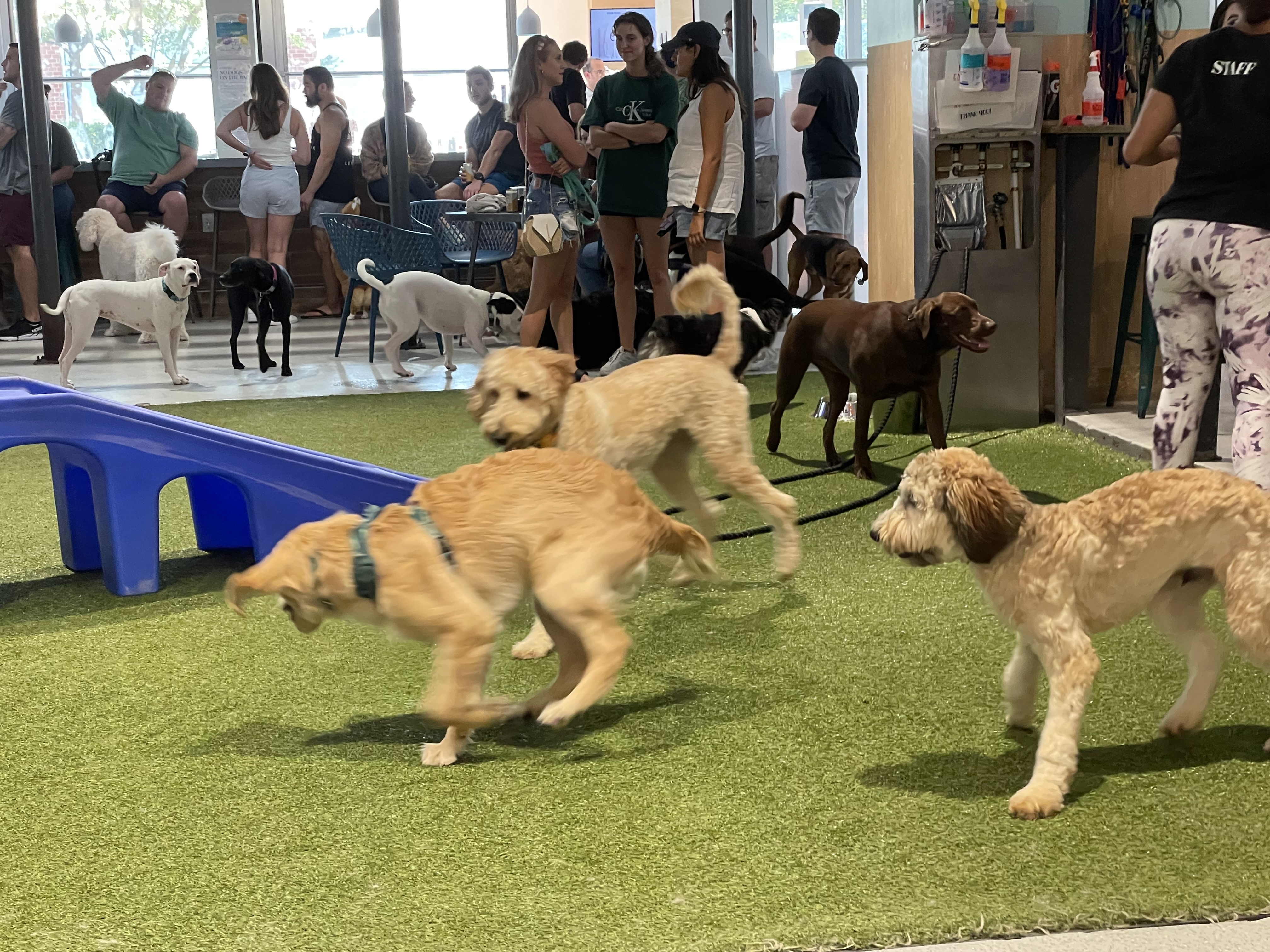 West Street Dog Park + Bar