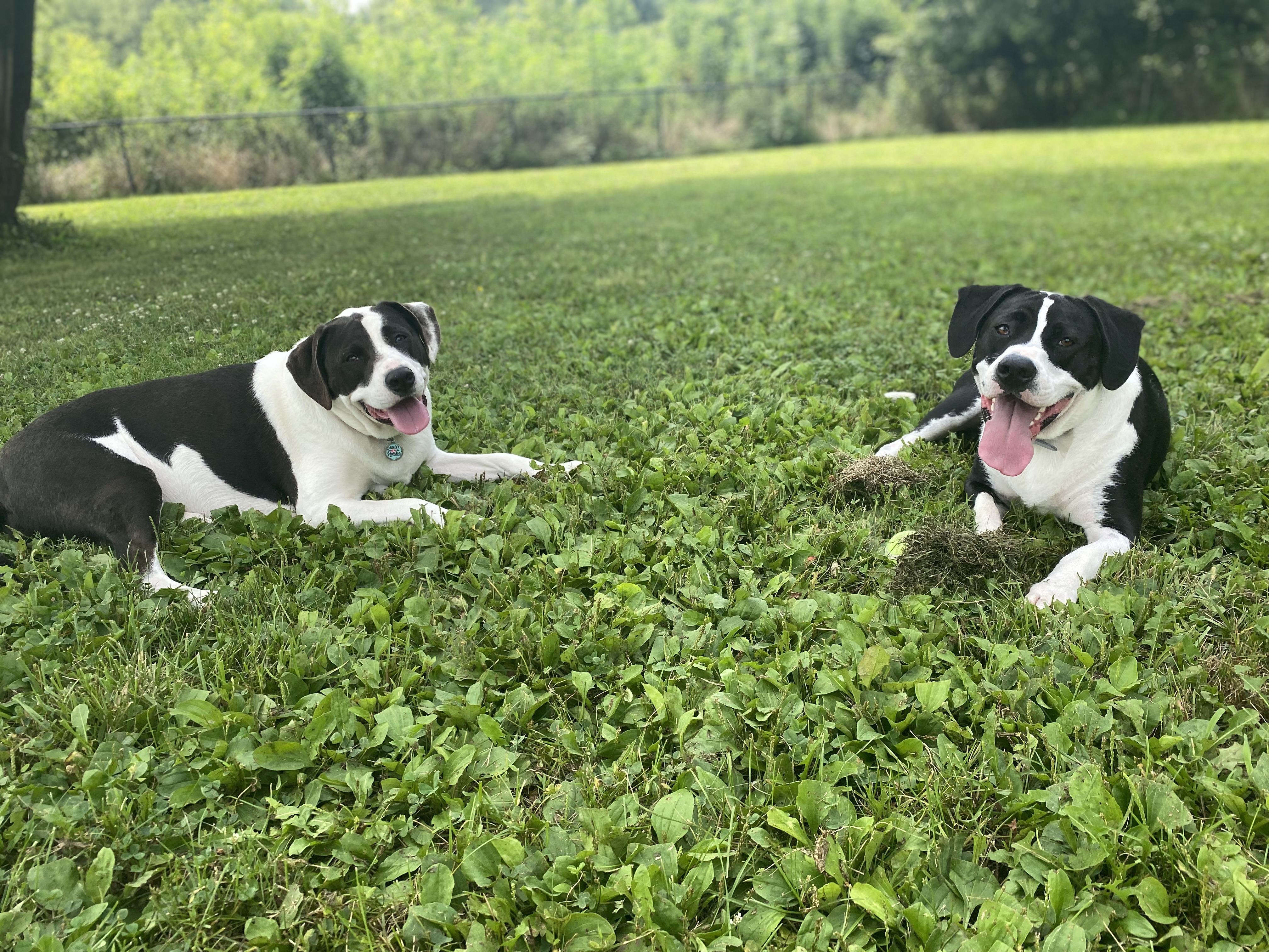 Otto Armleder Dog Park