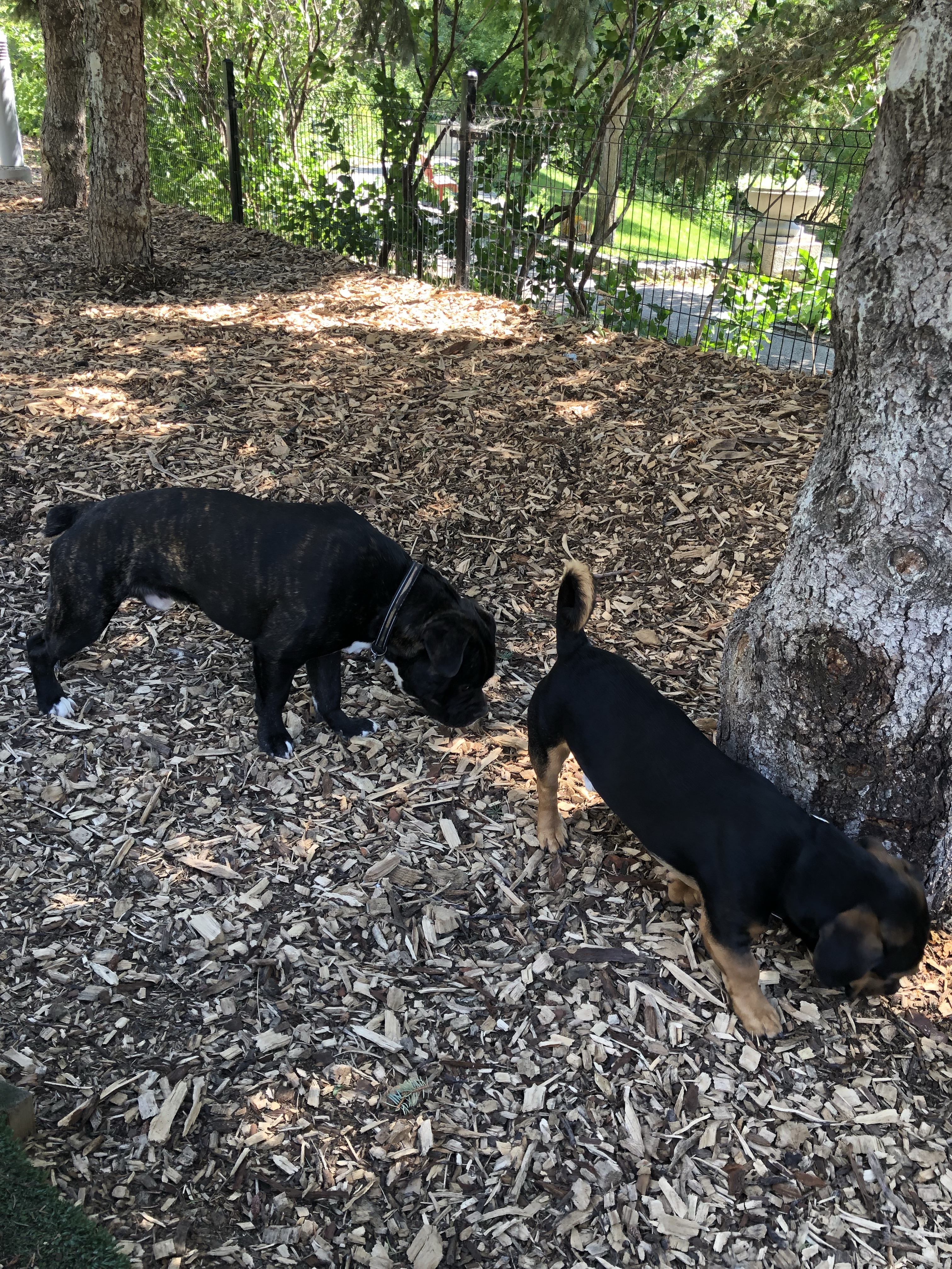 Bonnycastle Dog Park