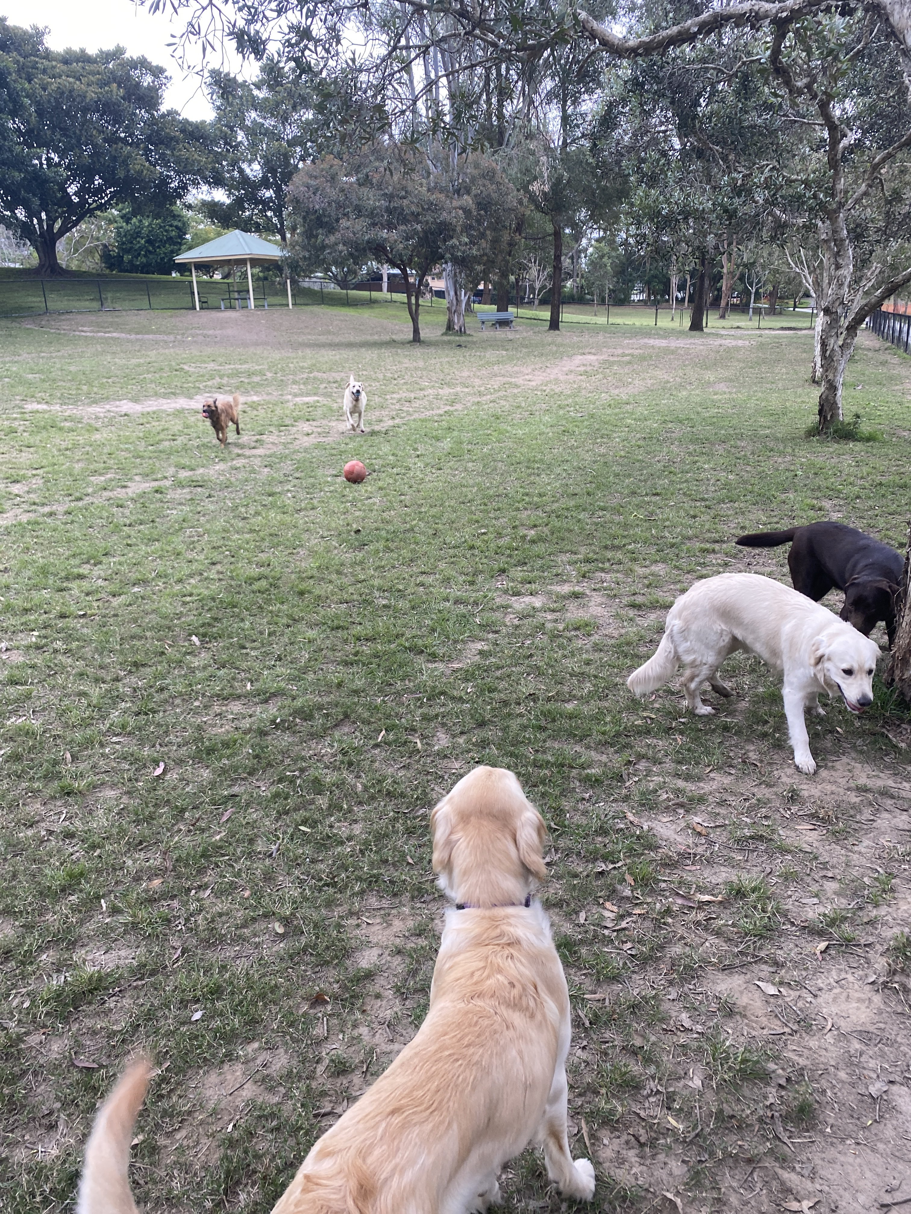 Mornington Street Dog Park