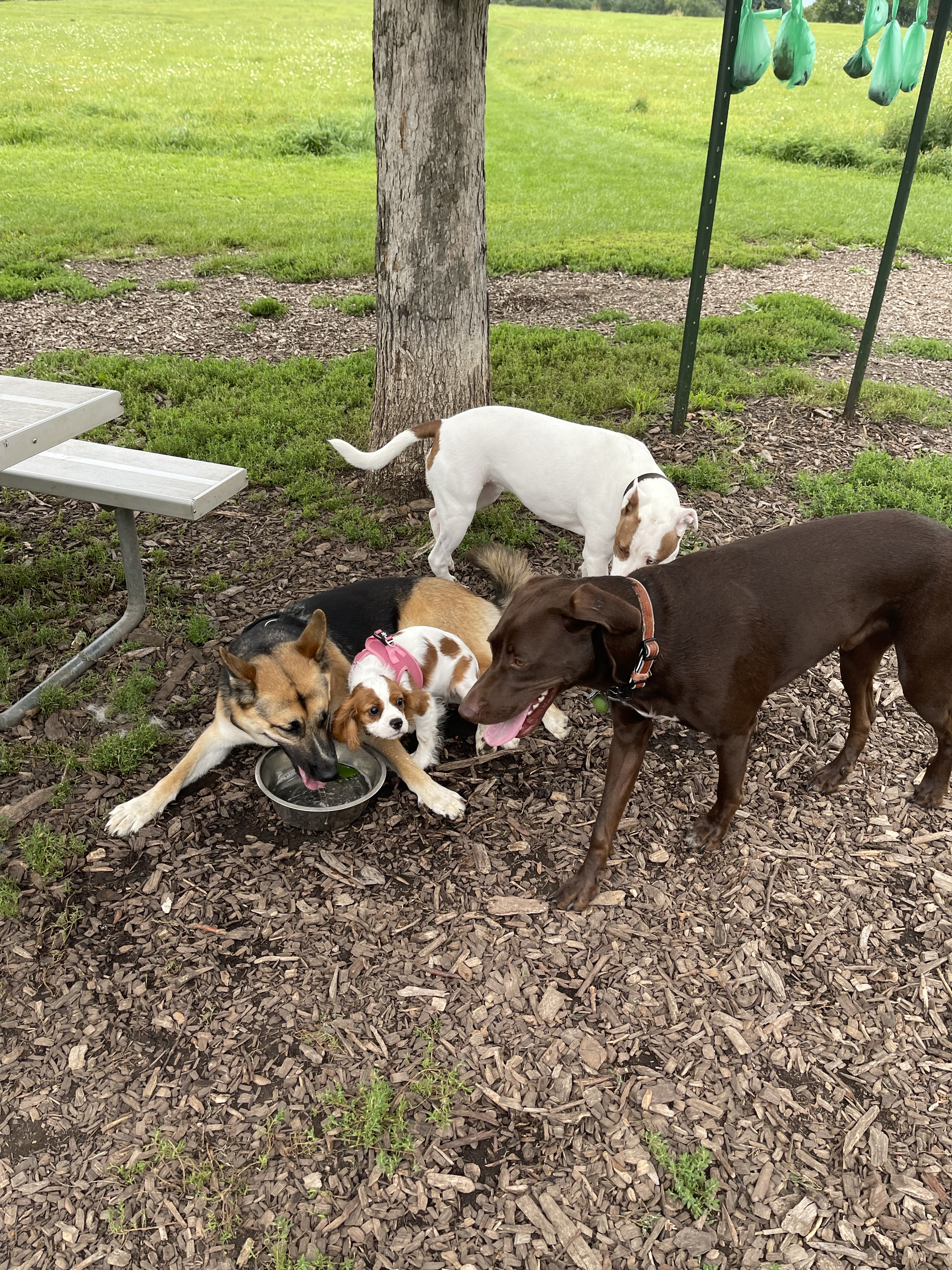 Token Creek Dog Park