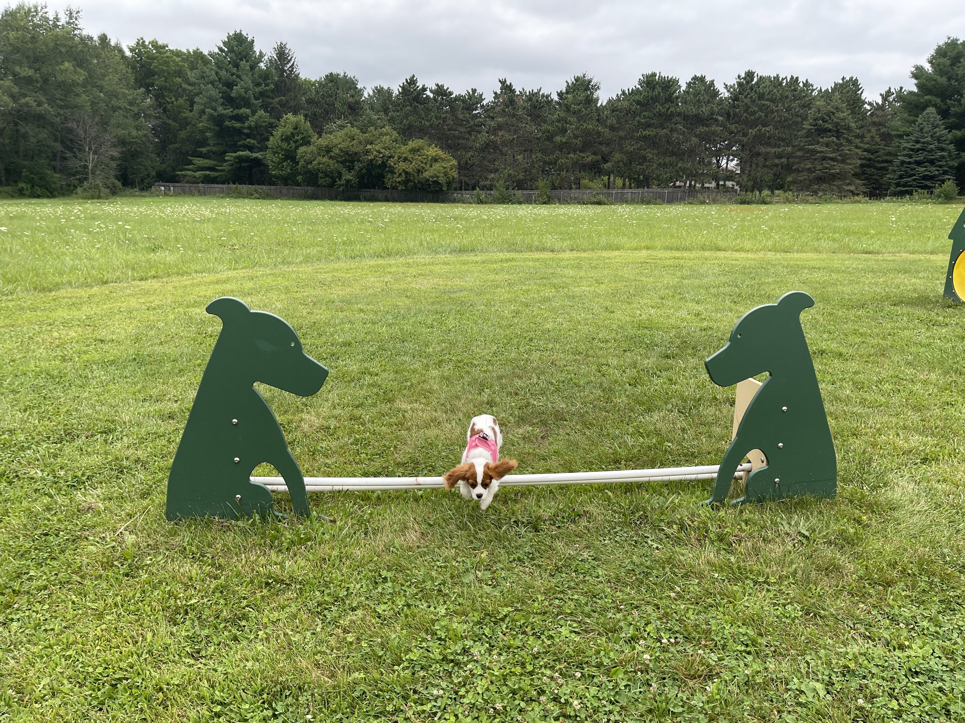 Token Creek Dog Park