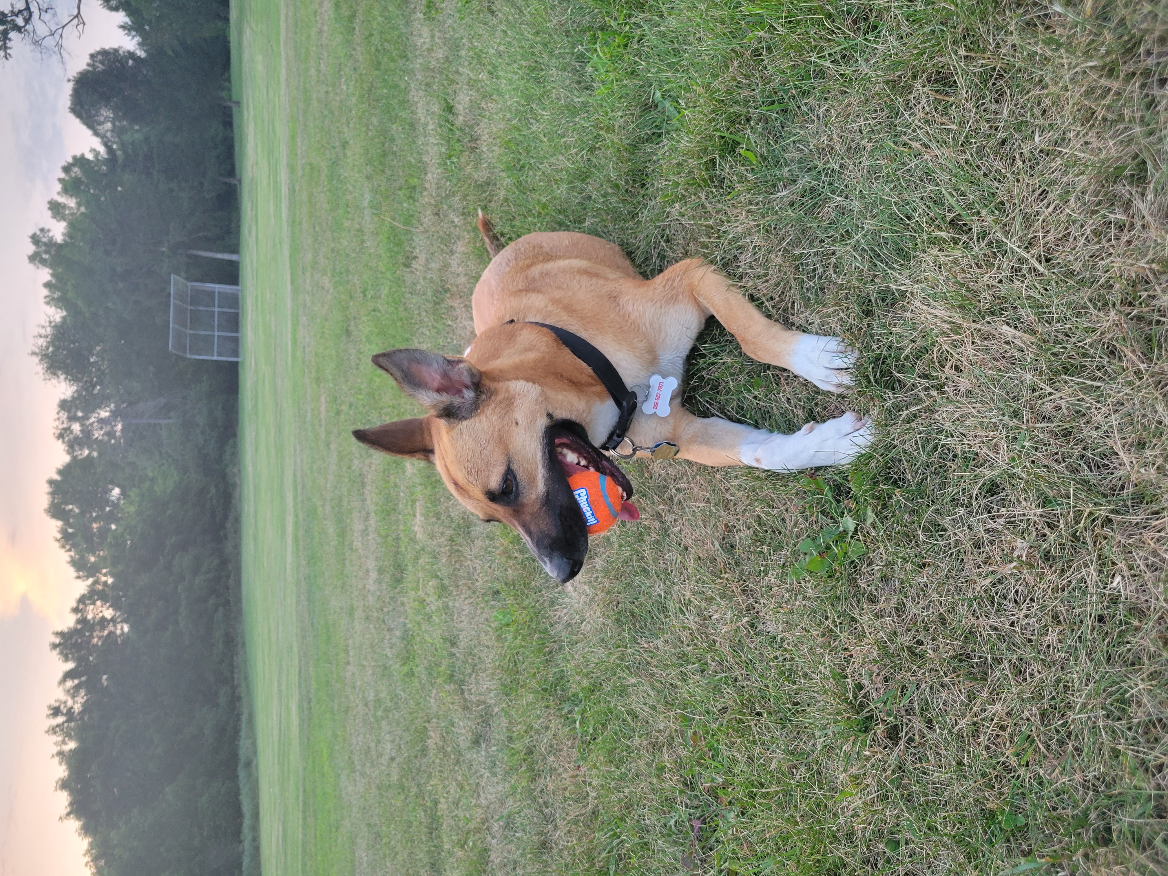 Palmer Park Dog Park