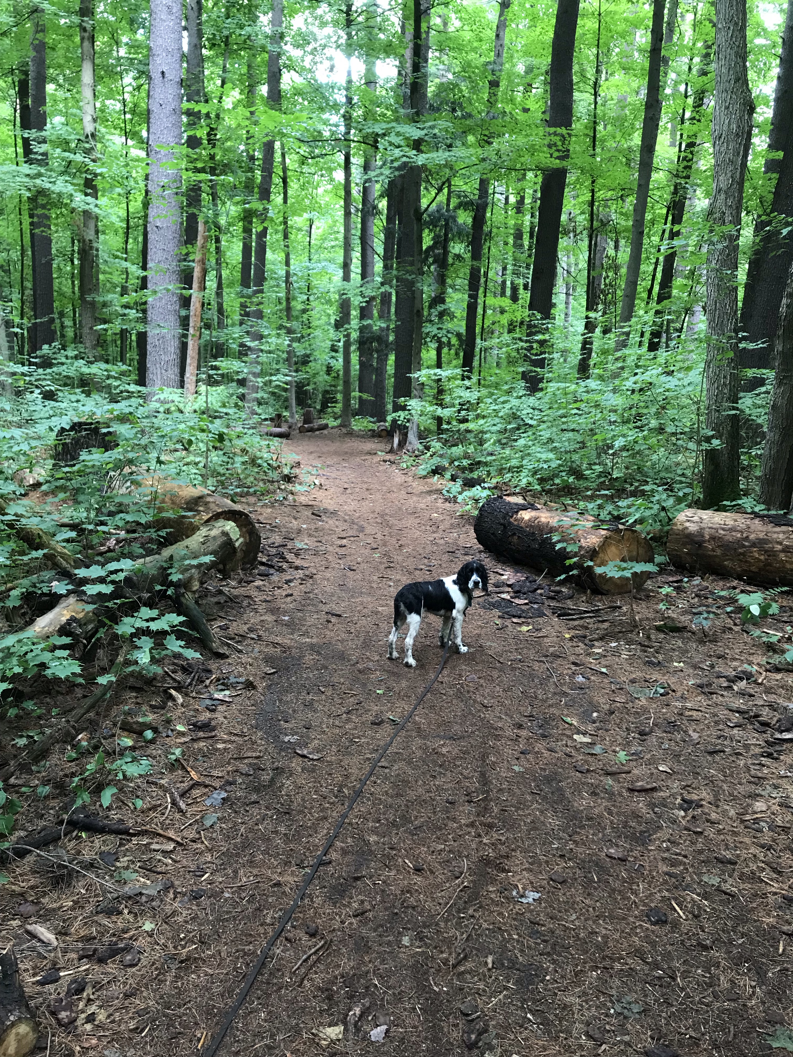 Beattie Pinery Provincial Nature Reserve