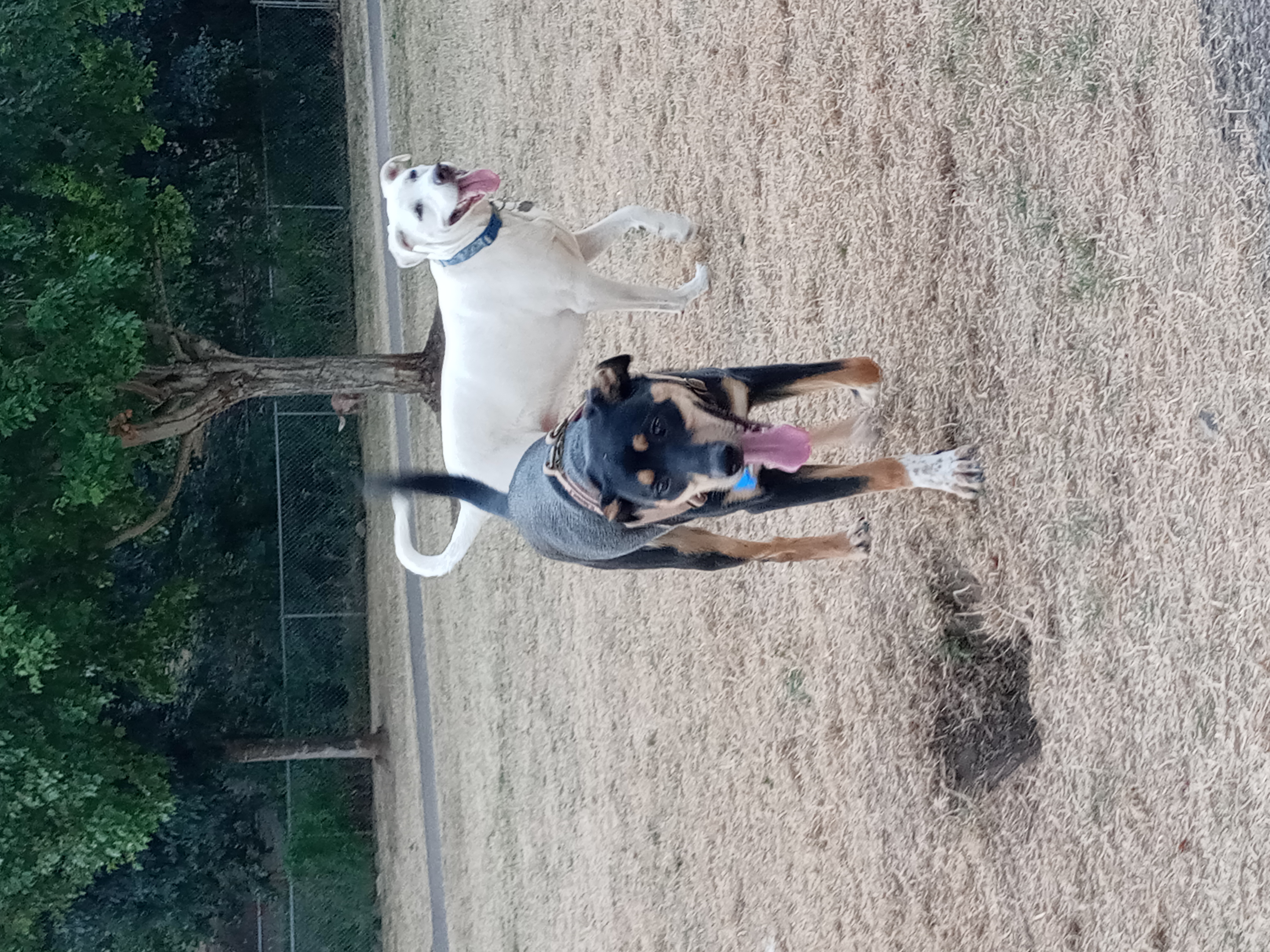 Riverside Dog Park OR