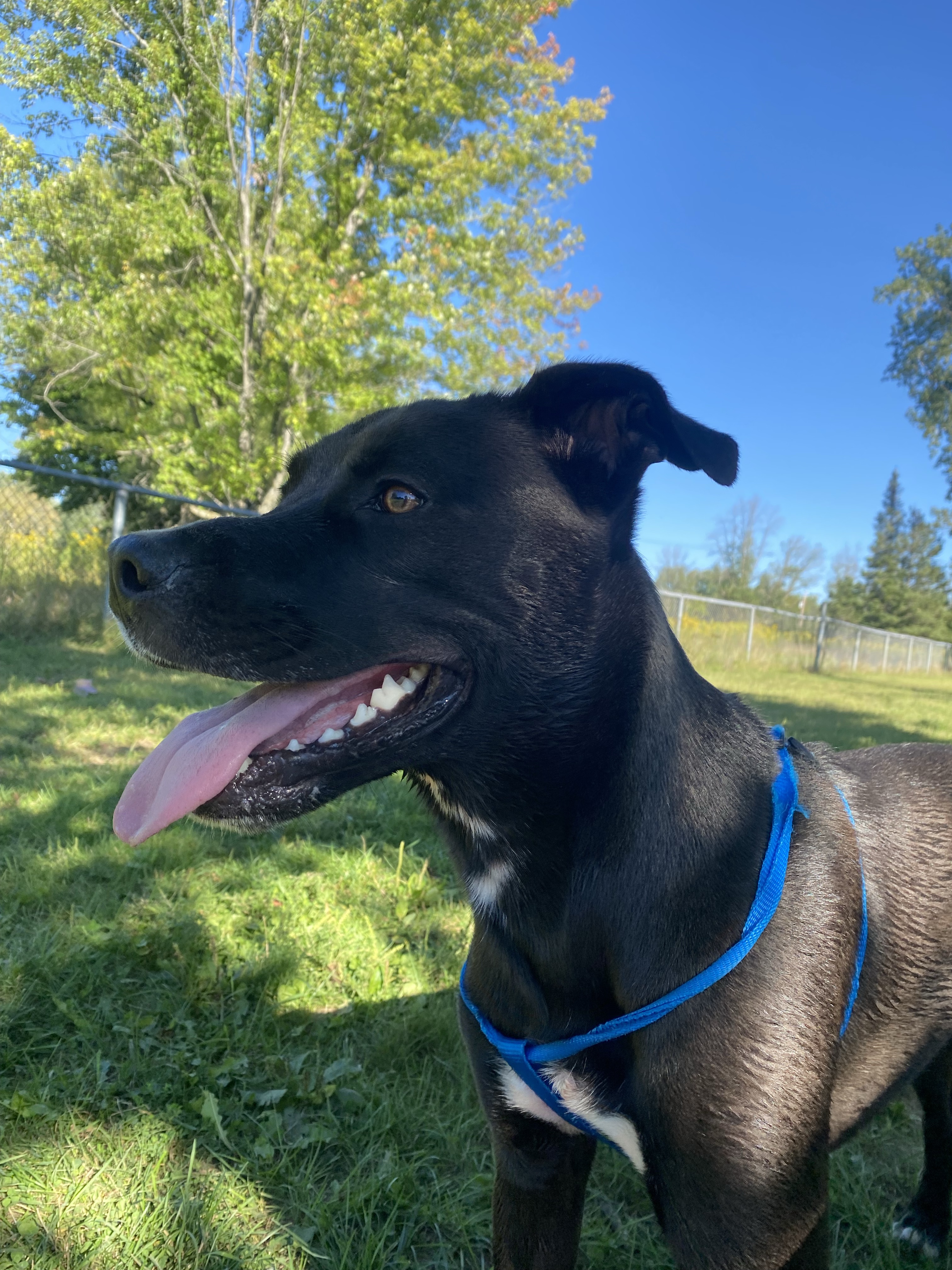 Borden Off Leash Dog Park