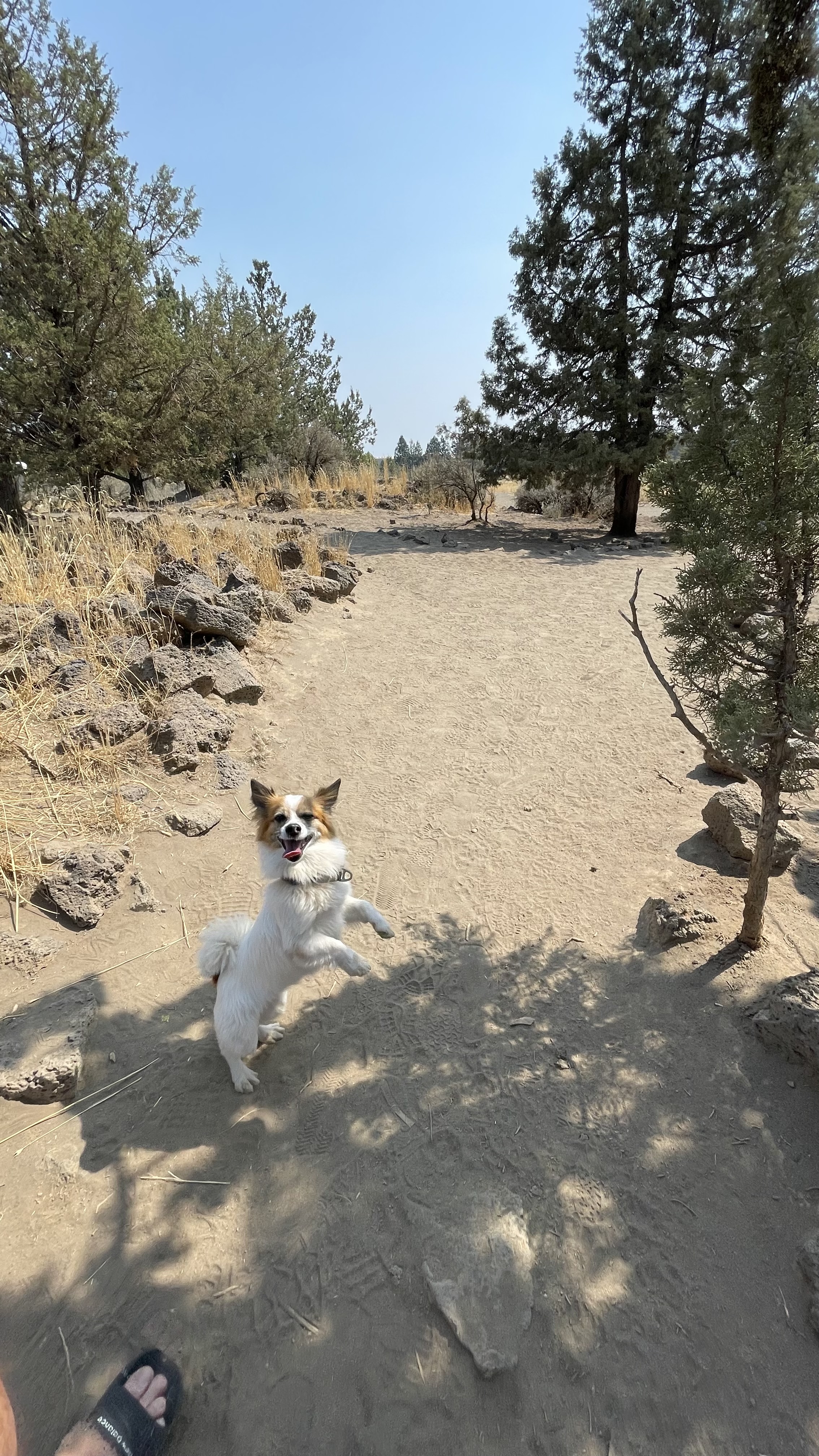 Pine Nursery Dog Park