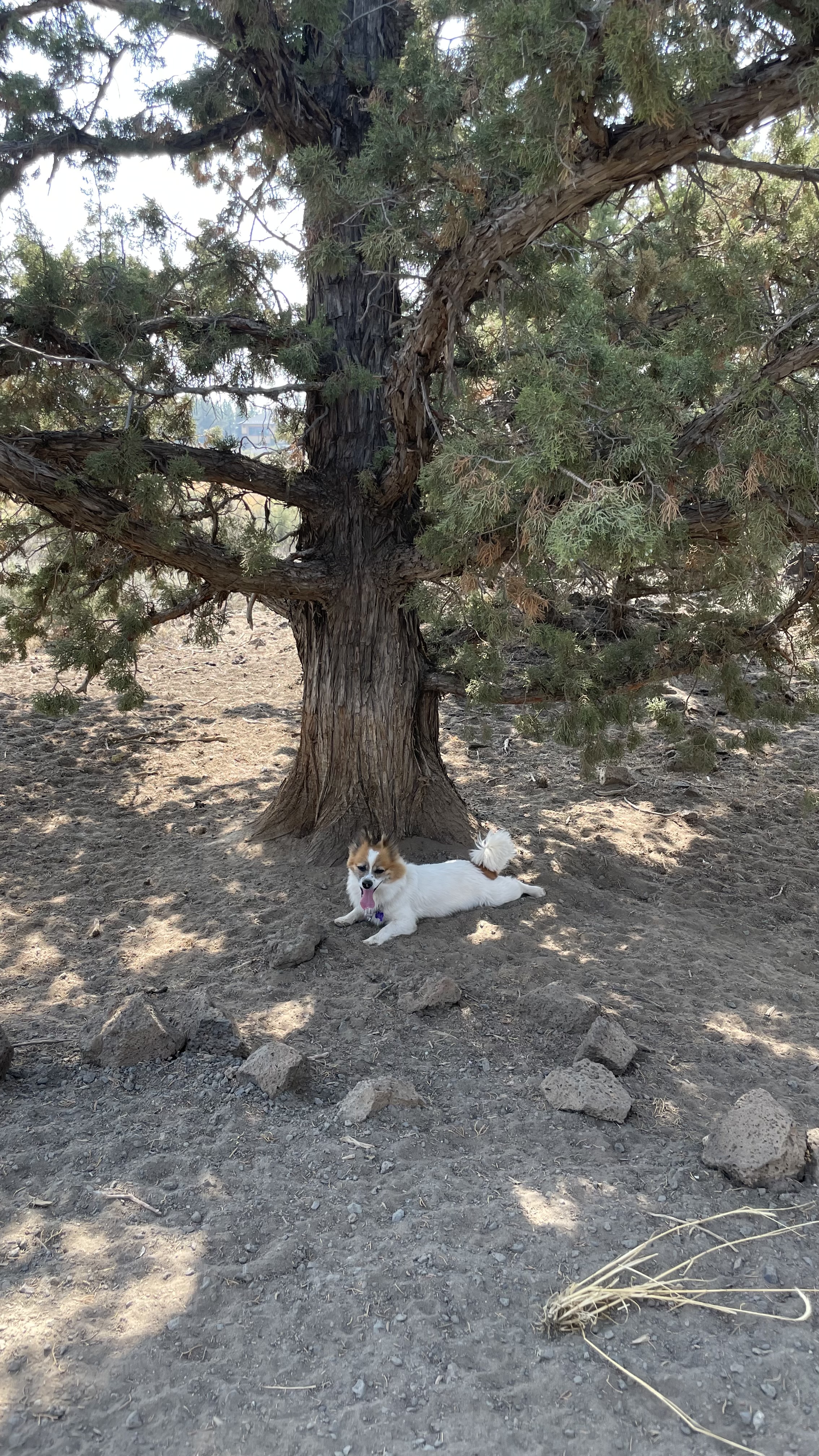 Pine Nursery Dog Park