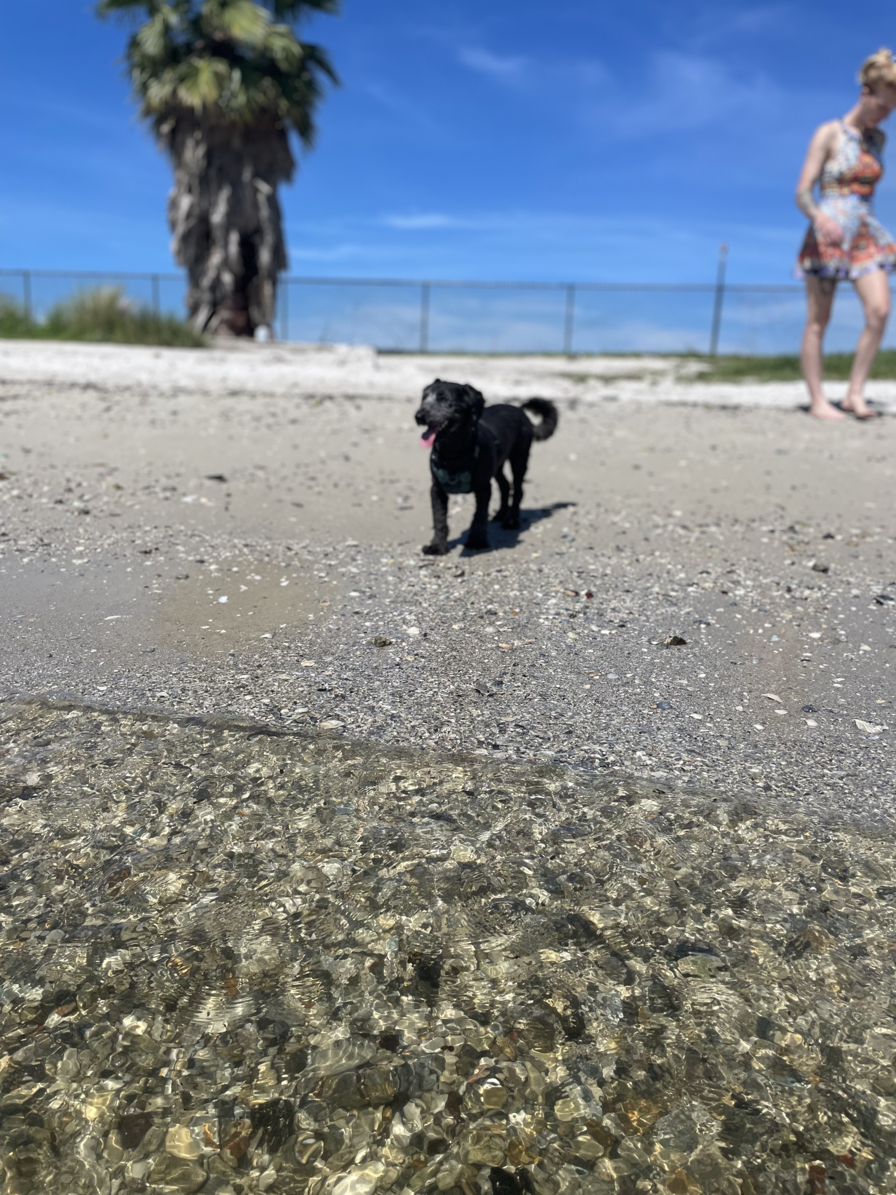 Davis Island Dog Park