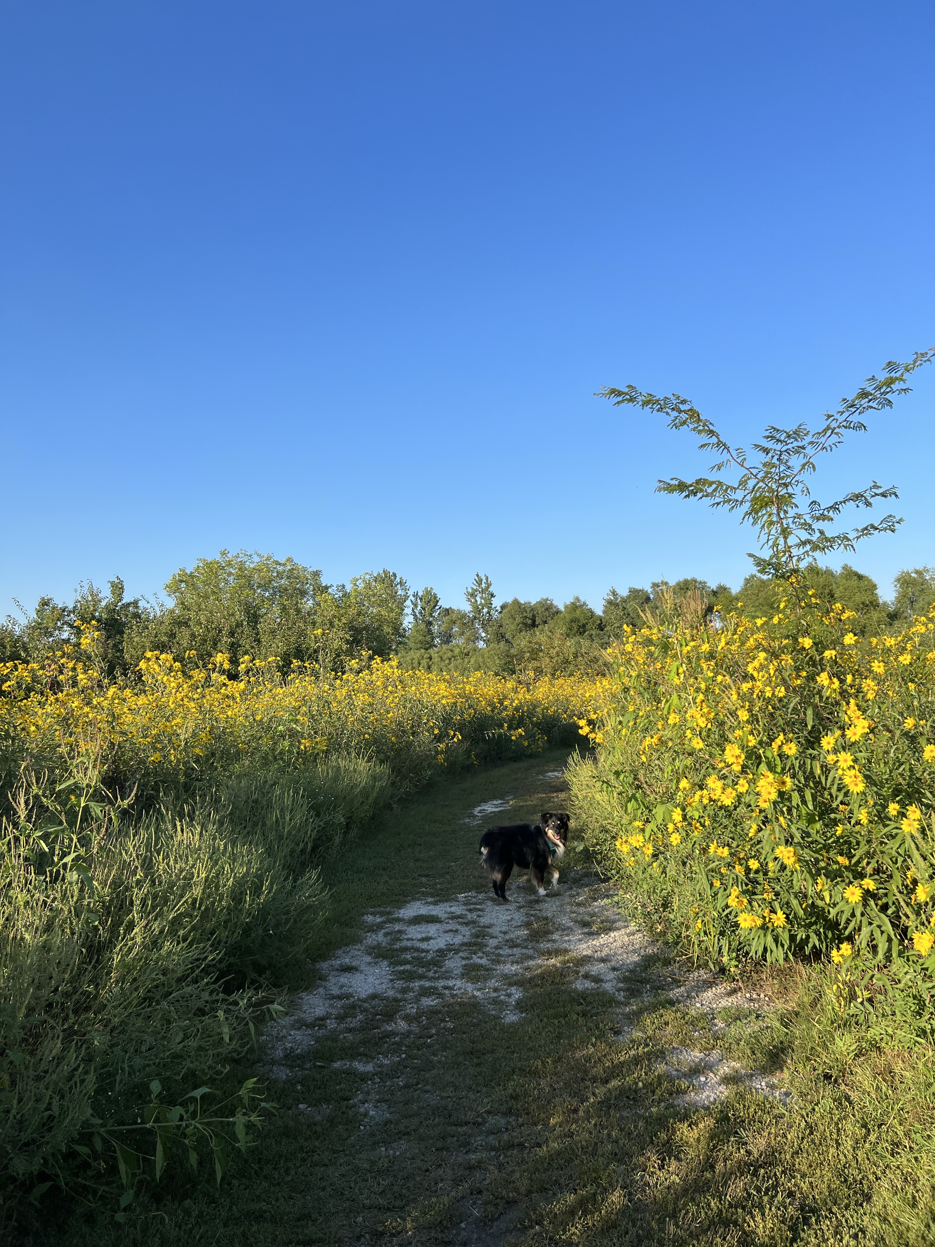 Springbrook Prairie Dog Park