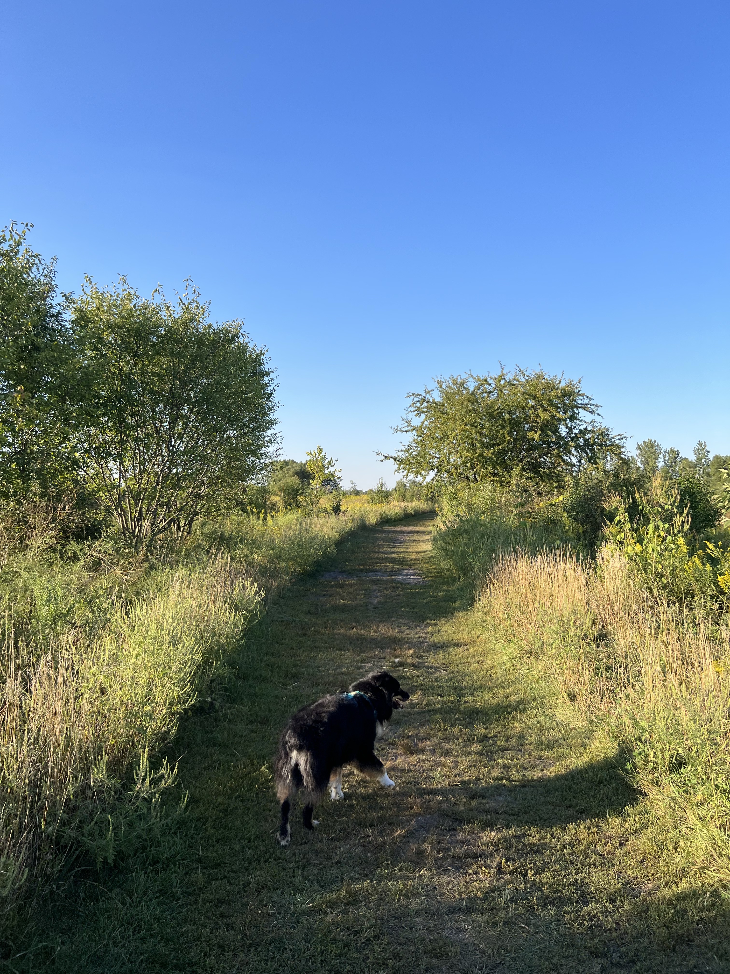 Springbrook Prairie Dog Park