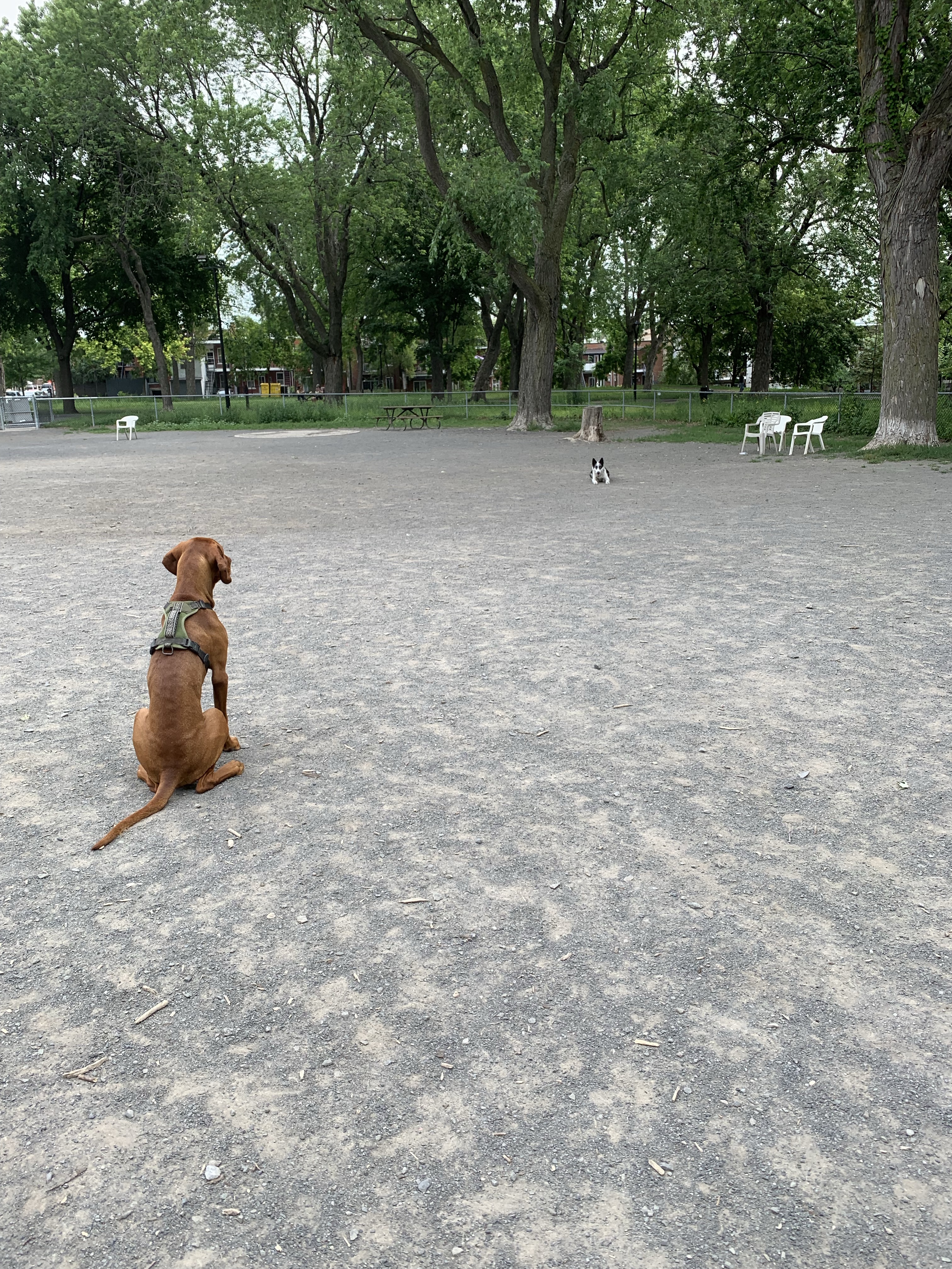 Parc à chiens Lalancette