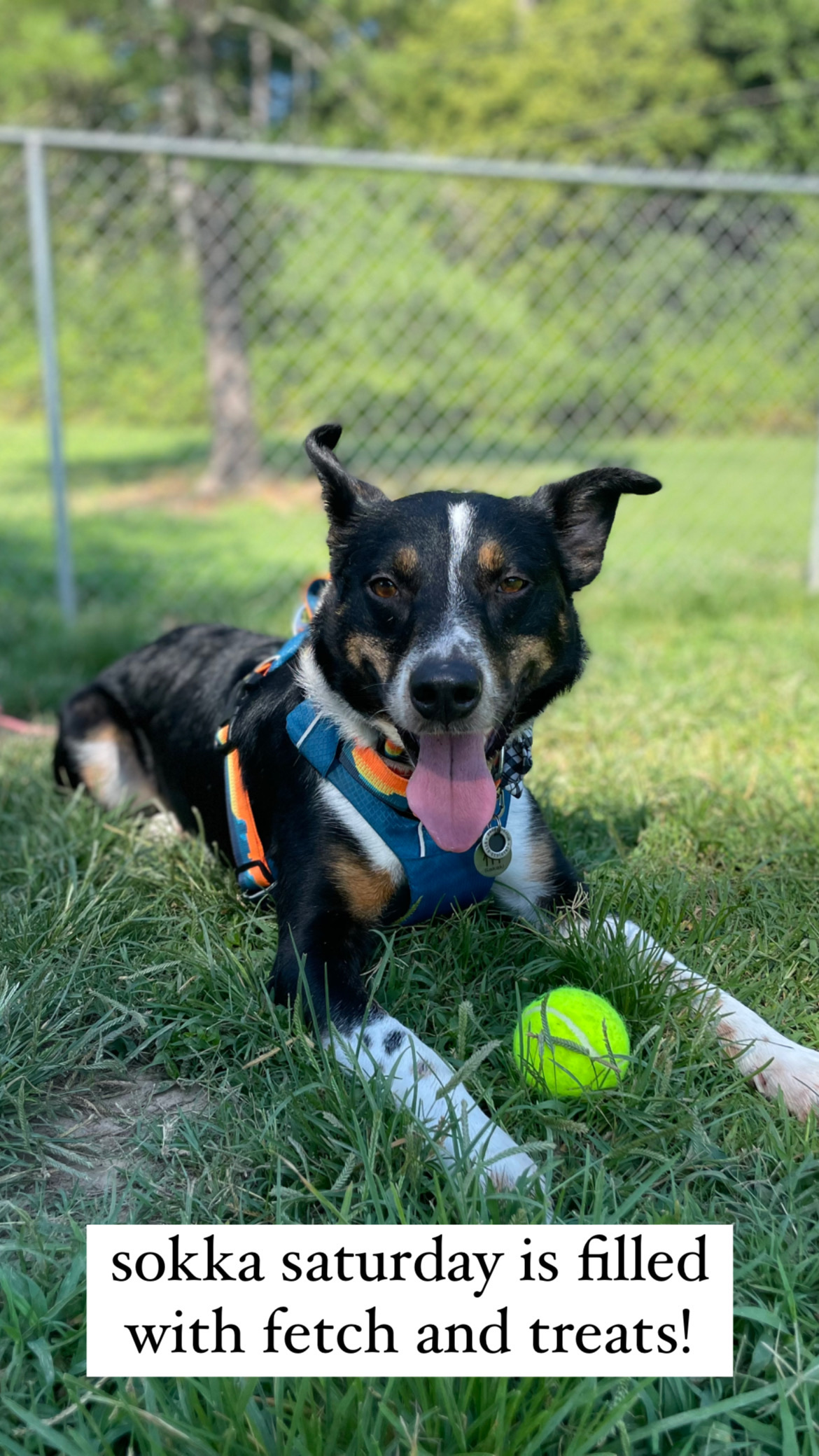 Gorman Crossing Dog Park