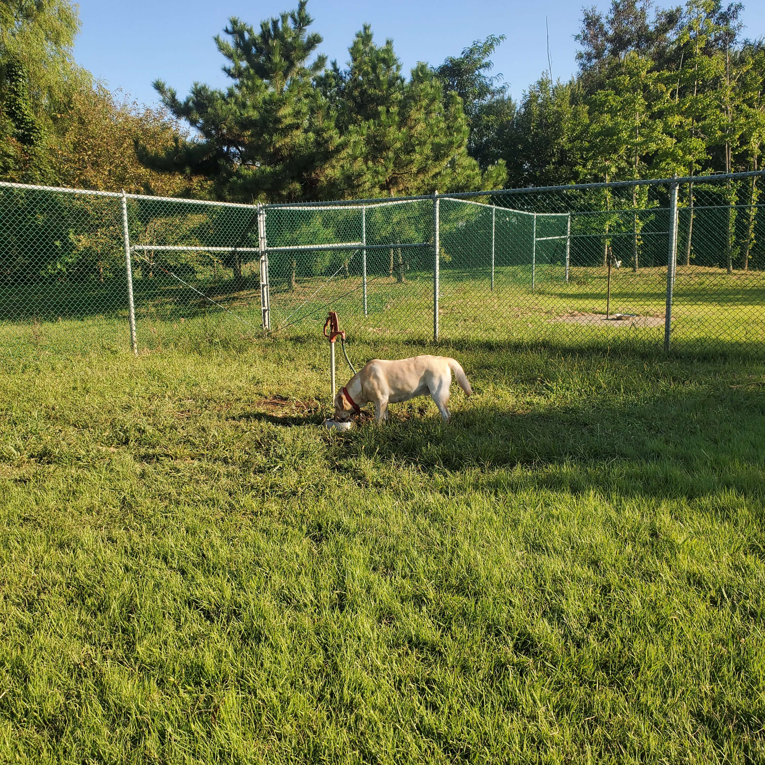 Camp Humphreys on-base dog park	