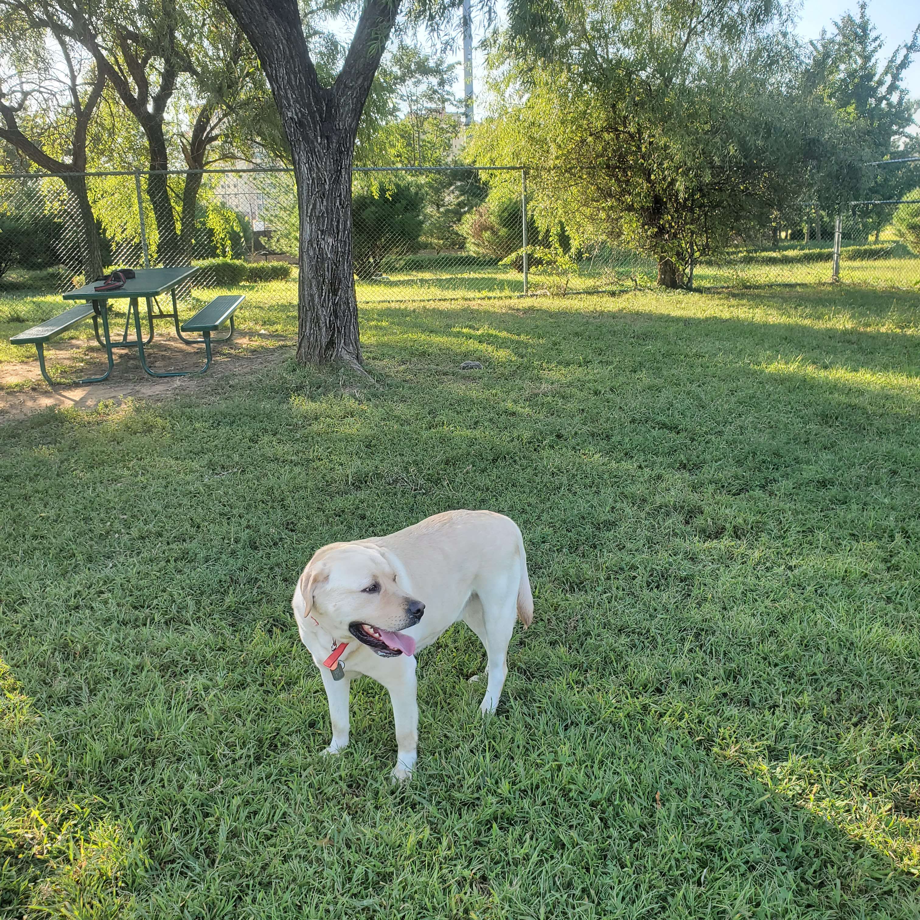 Camp Humphreys on-base dog park	