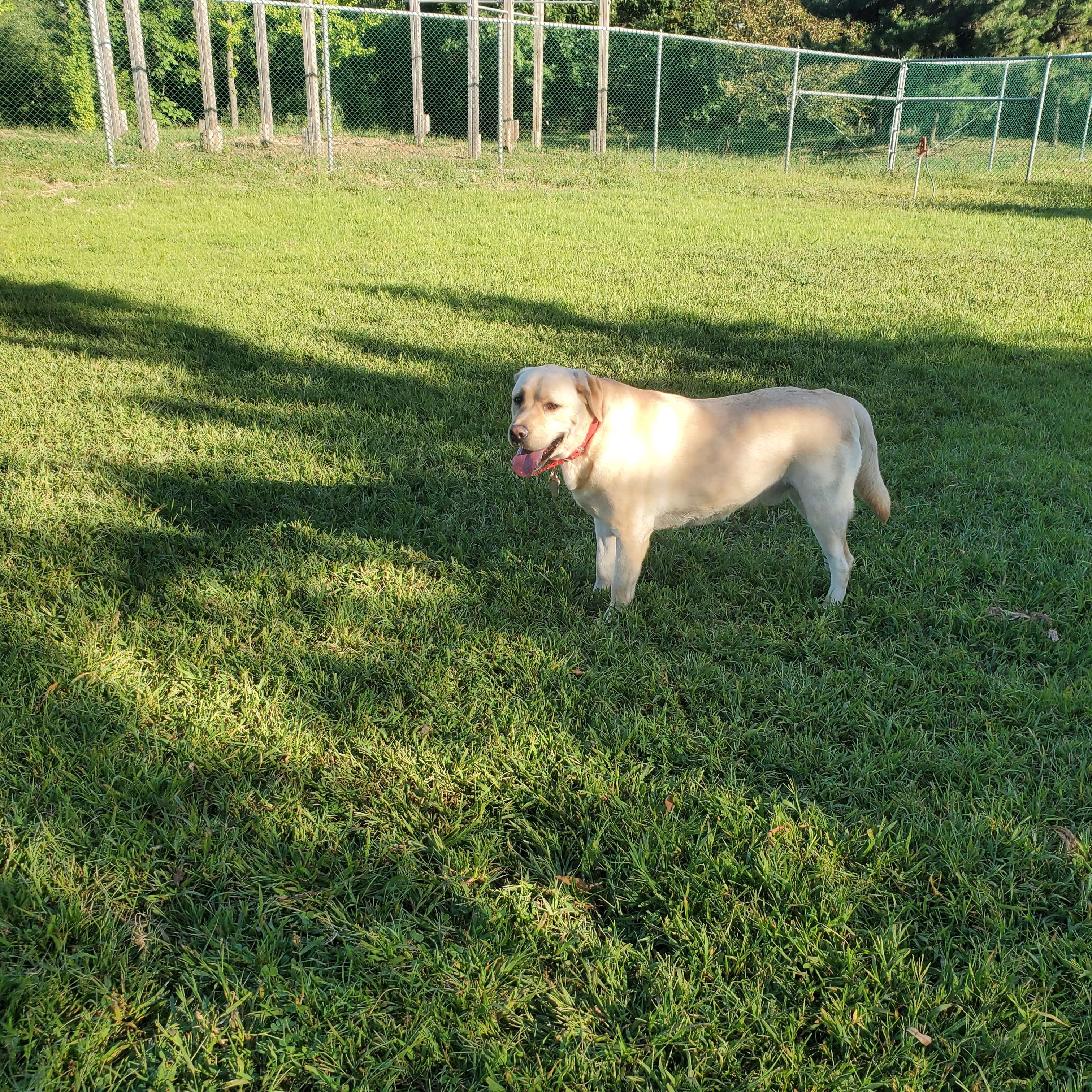 Camp Humphreys on-base dog park	