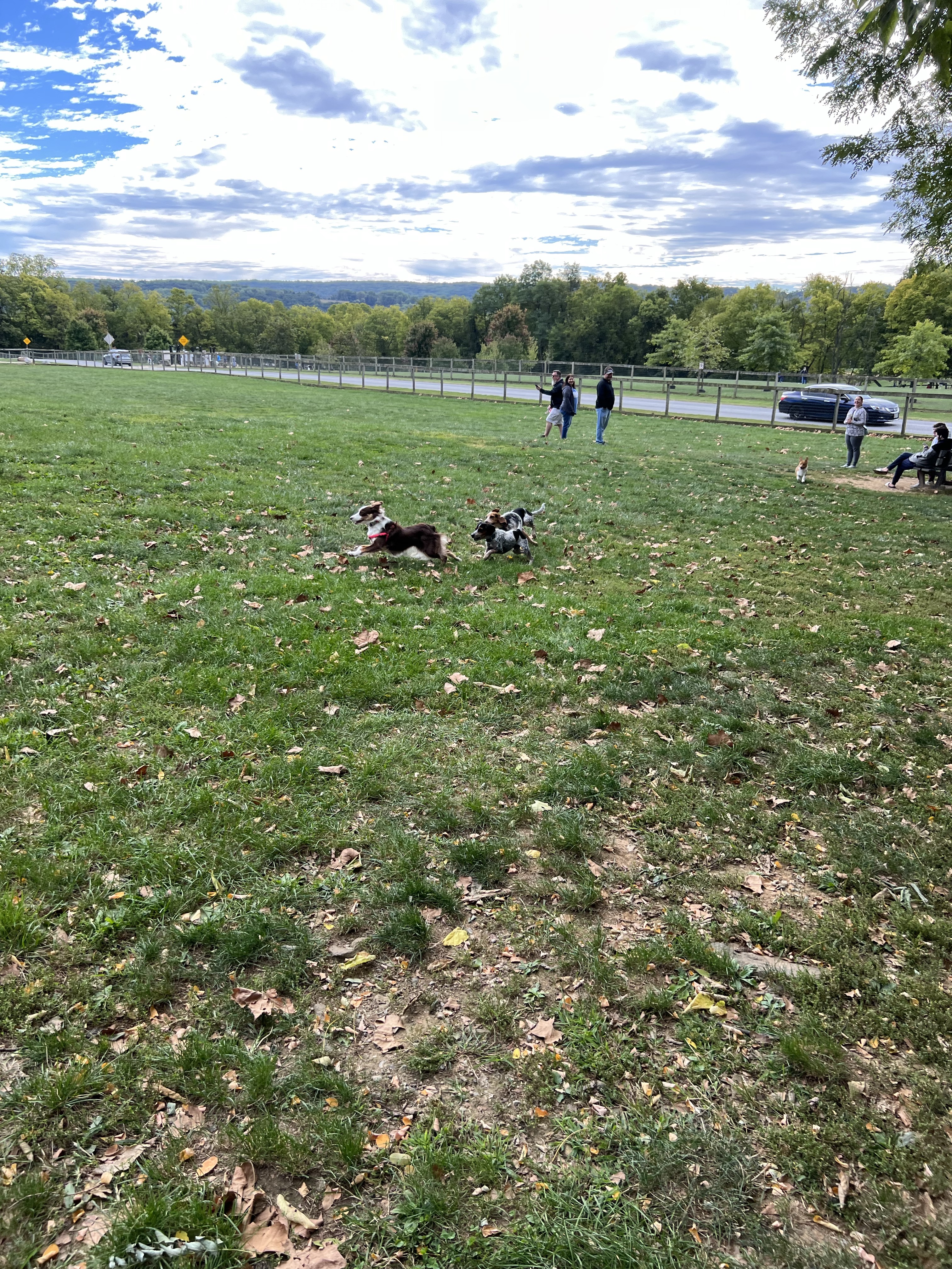 Canine Meadows John Rudy Park